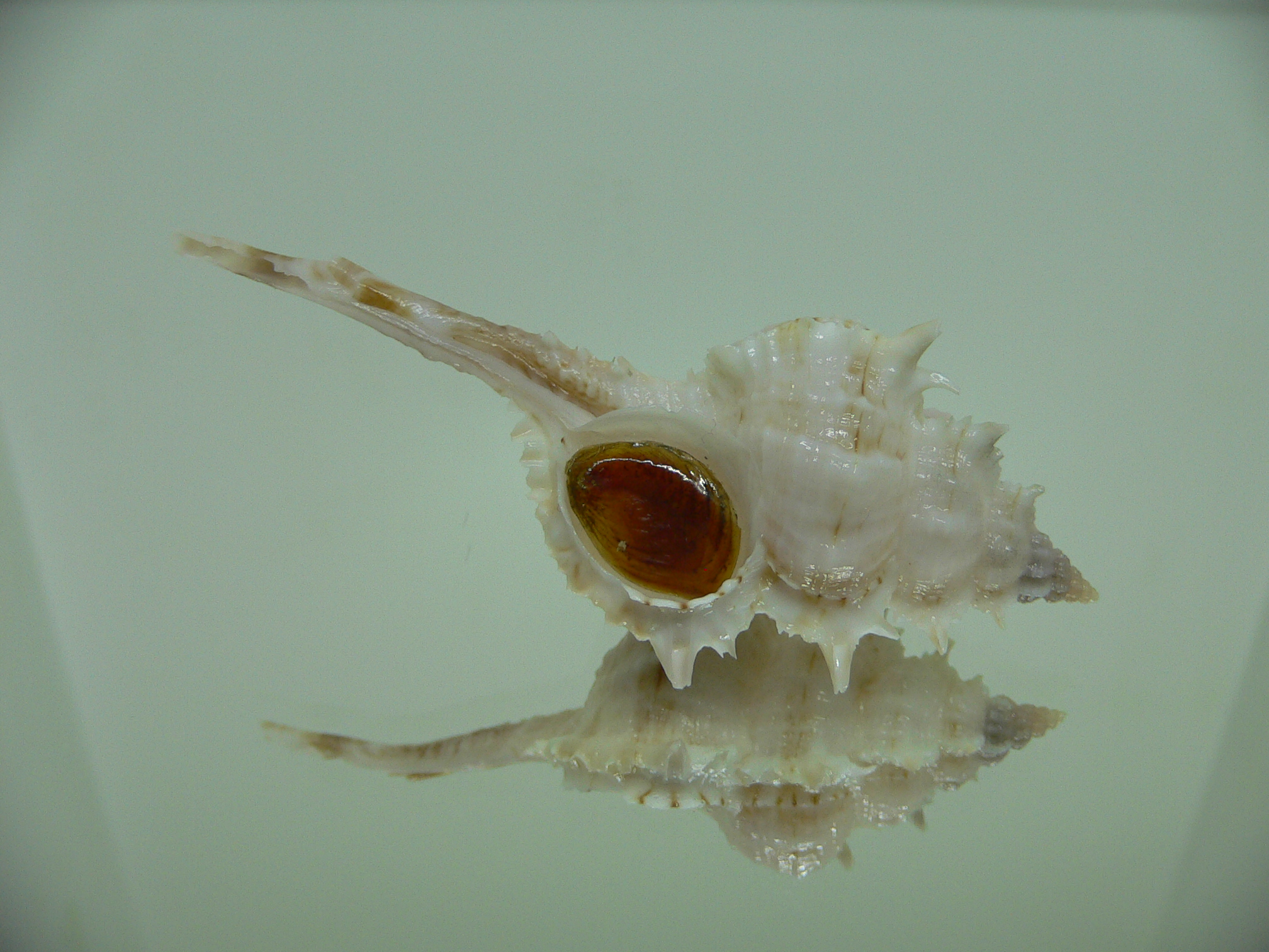 Vokesimurex cf. kiiensis nagaidesu (var.) CHINA FORM
