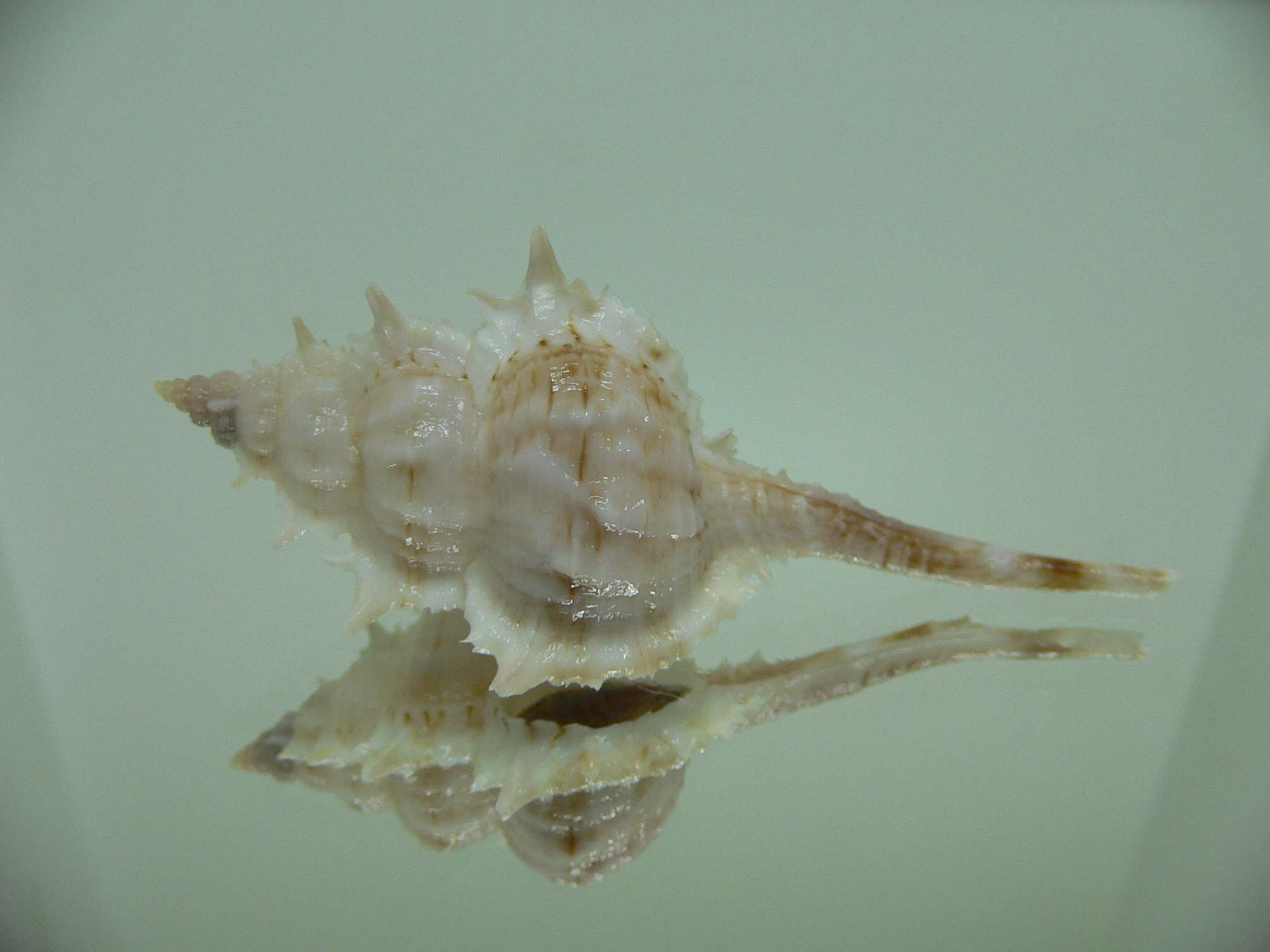 Vokesimurex cf. kiiensis nagaidesu (var.) CHINA FORM