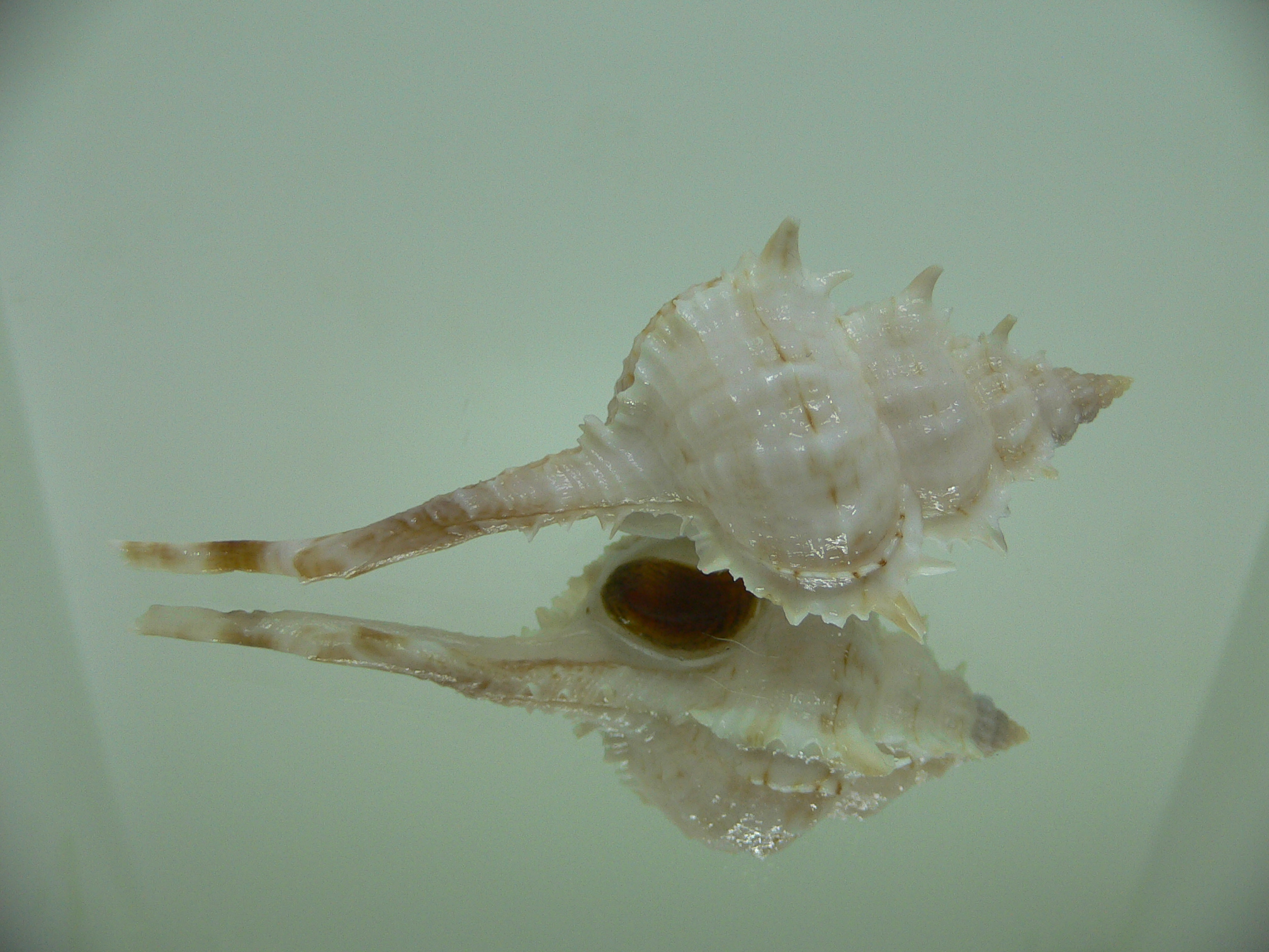 Vokesimurex cf. kiiensis nagaidesu (var.) CHINA FORM