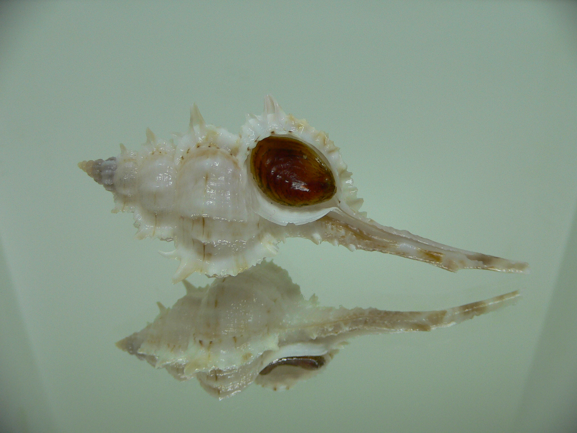 Vokesimurex cf. kiiensis nagaidesu (var.) CHINA FORM