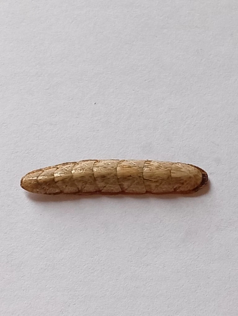 Stenochiton longicymba ENDEMIC