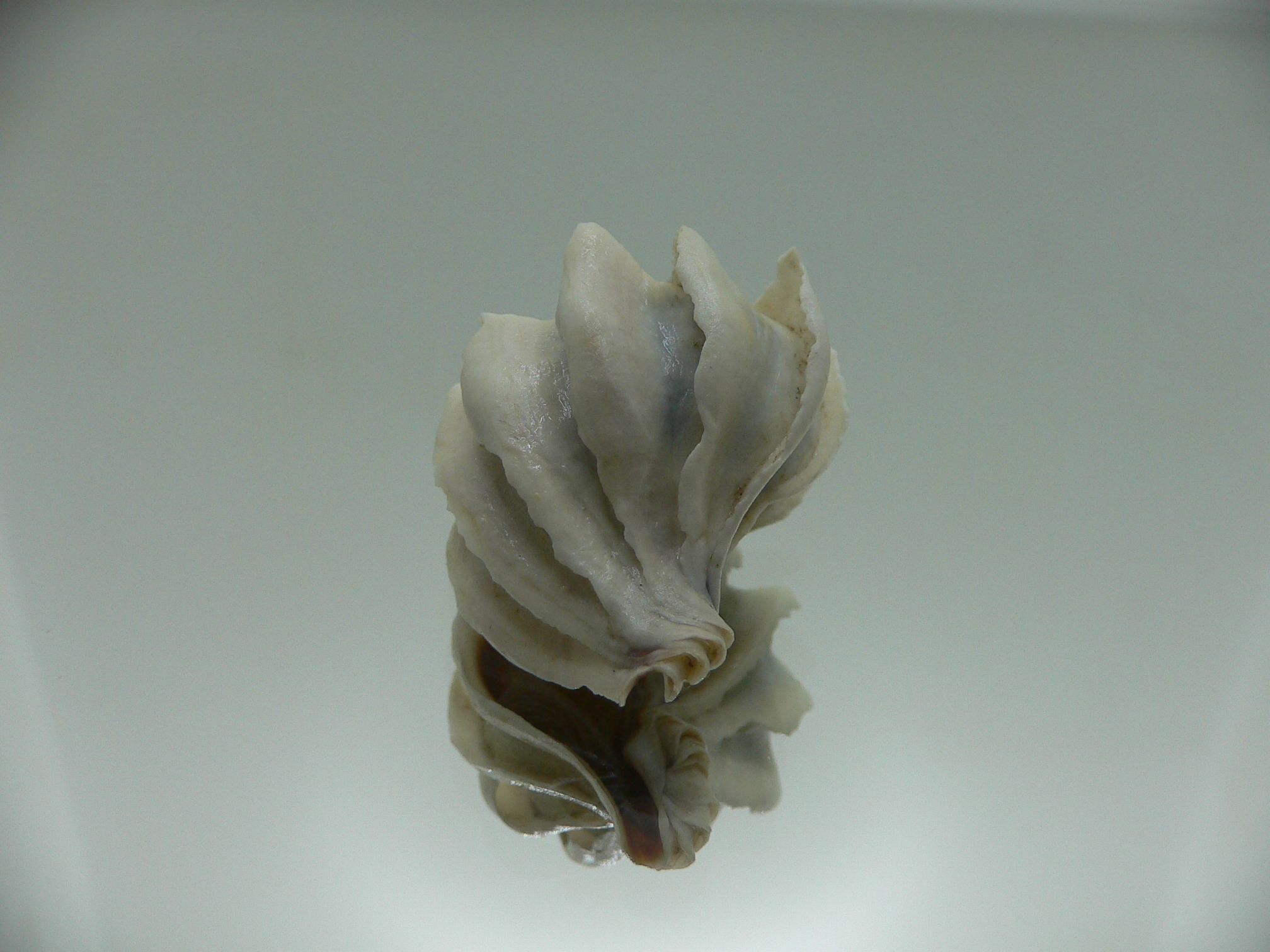 Trophon geversianus lamellosa (var.)