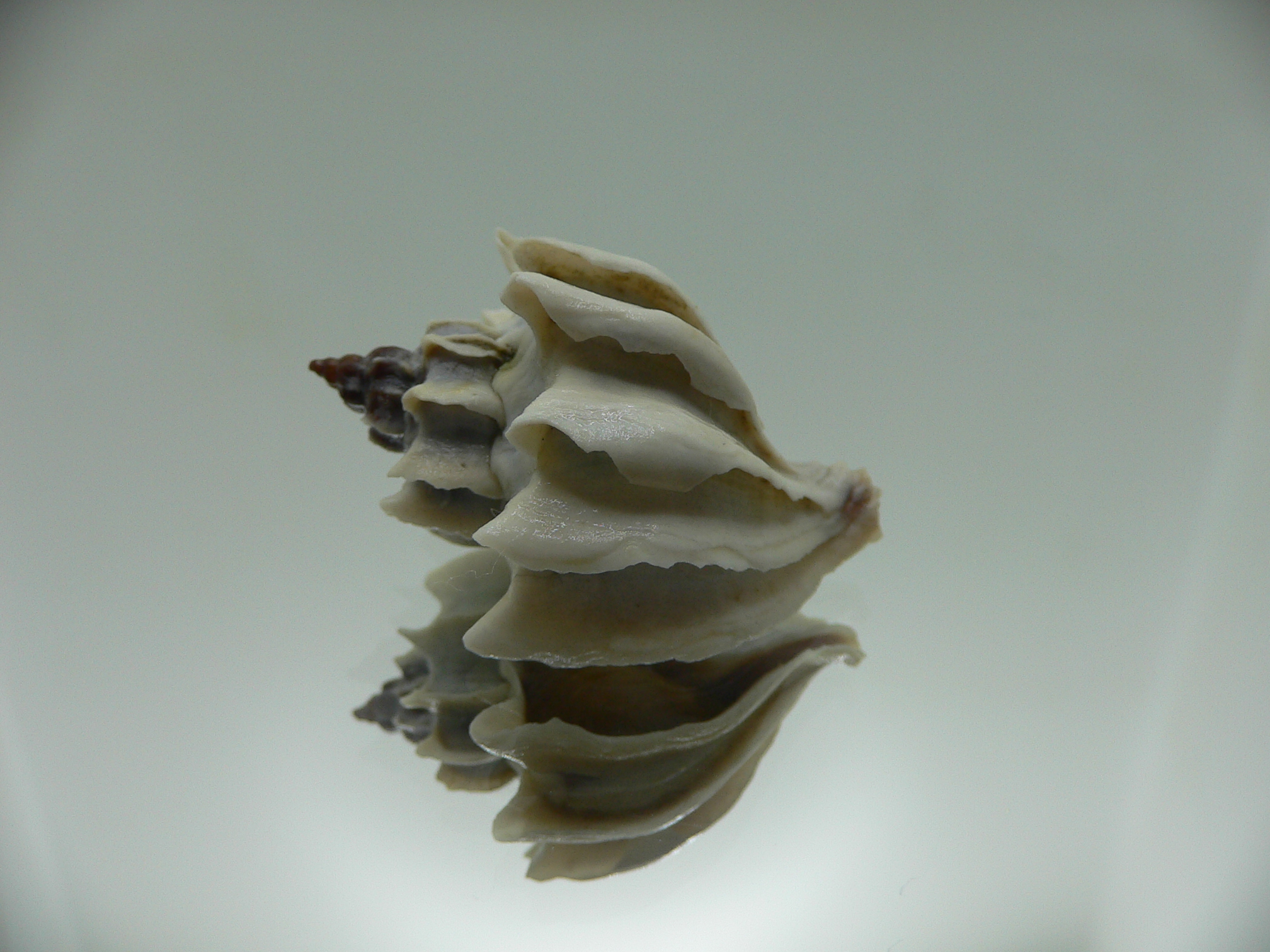 Trophon geversianus lamellosa (var.)