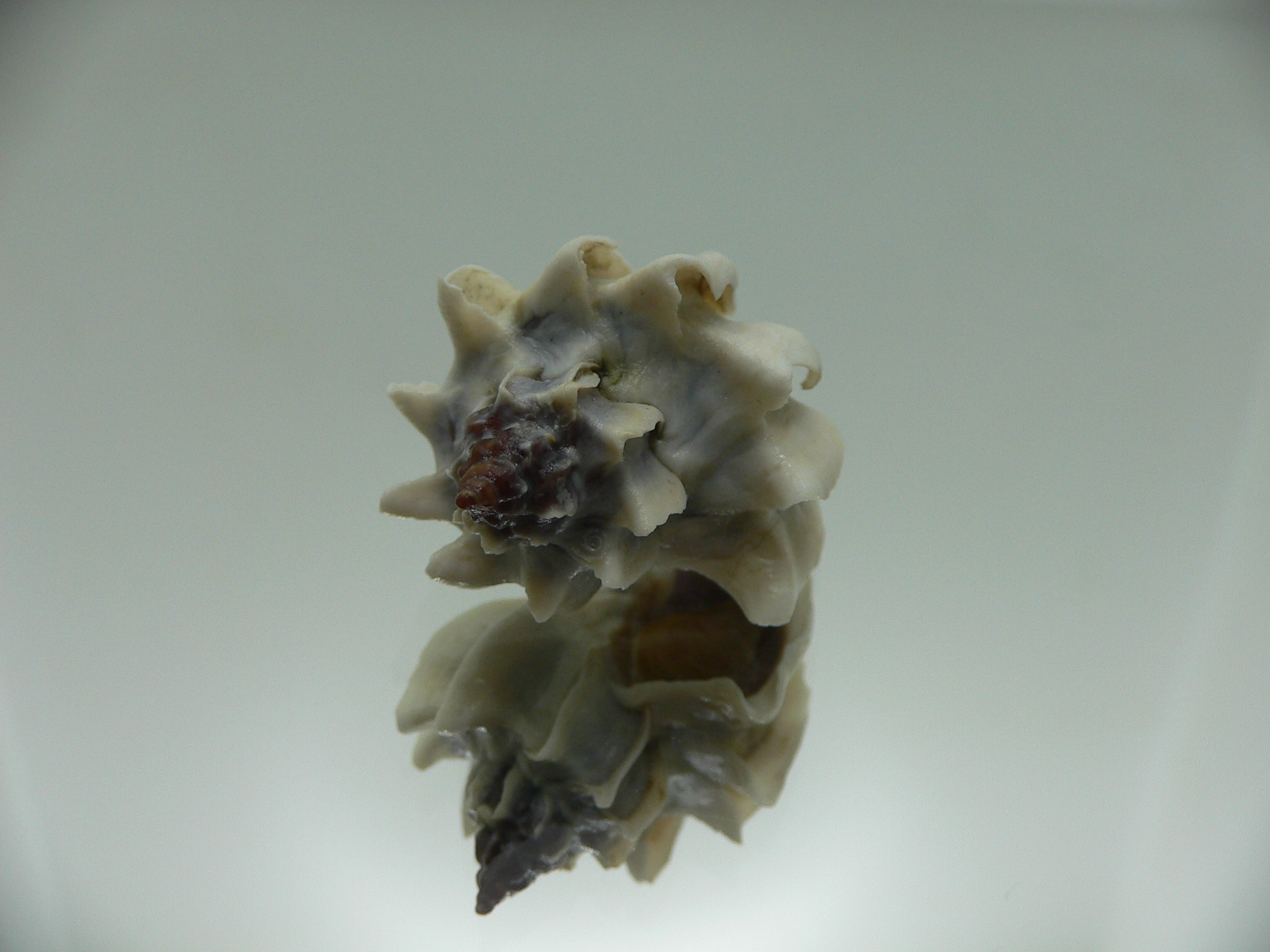 Trophon geversianus lamellosa (var.)