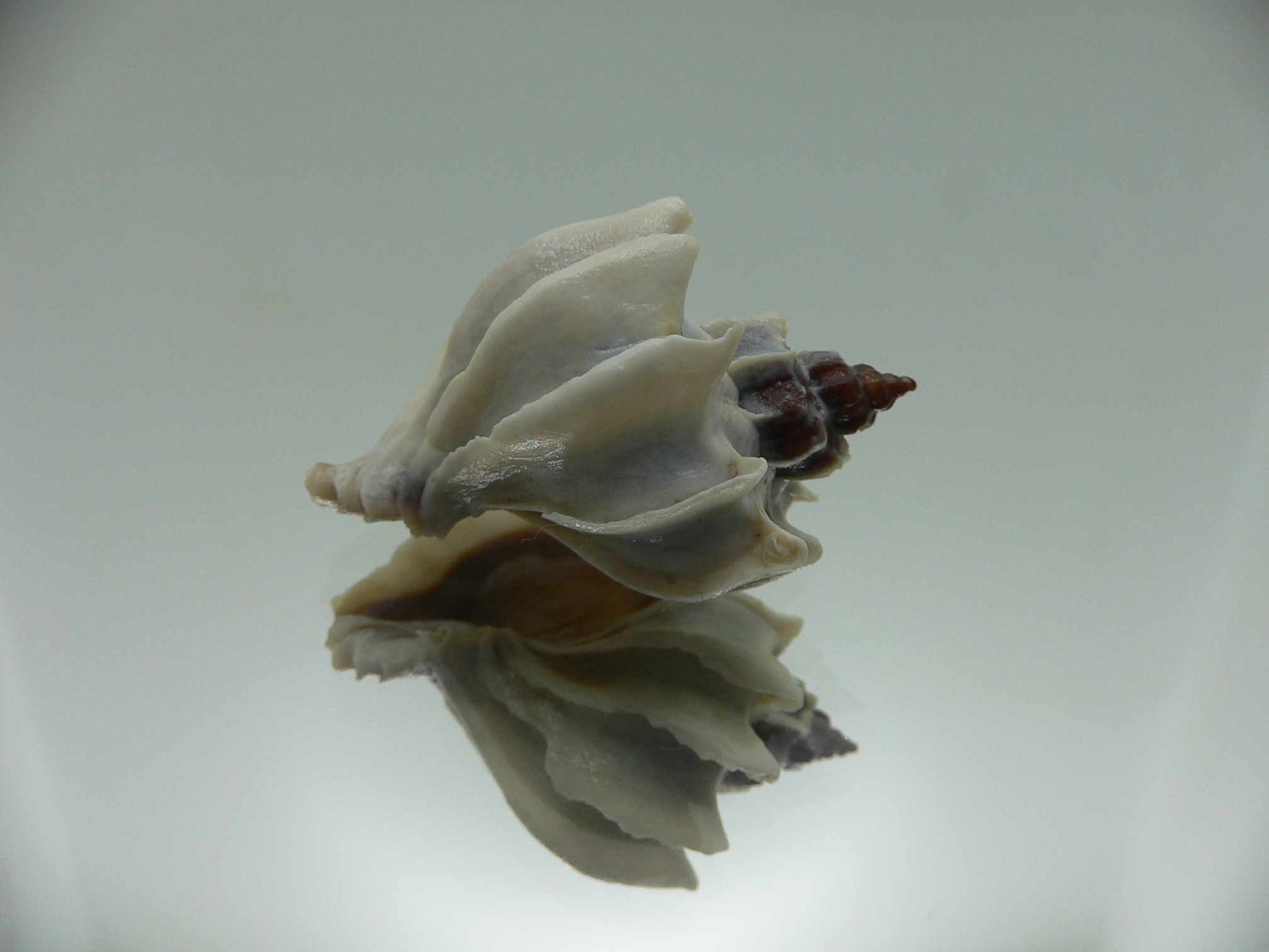 Trophon geversianus lamellosa (var.)