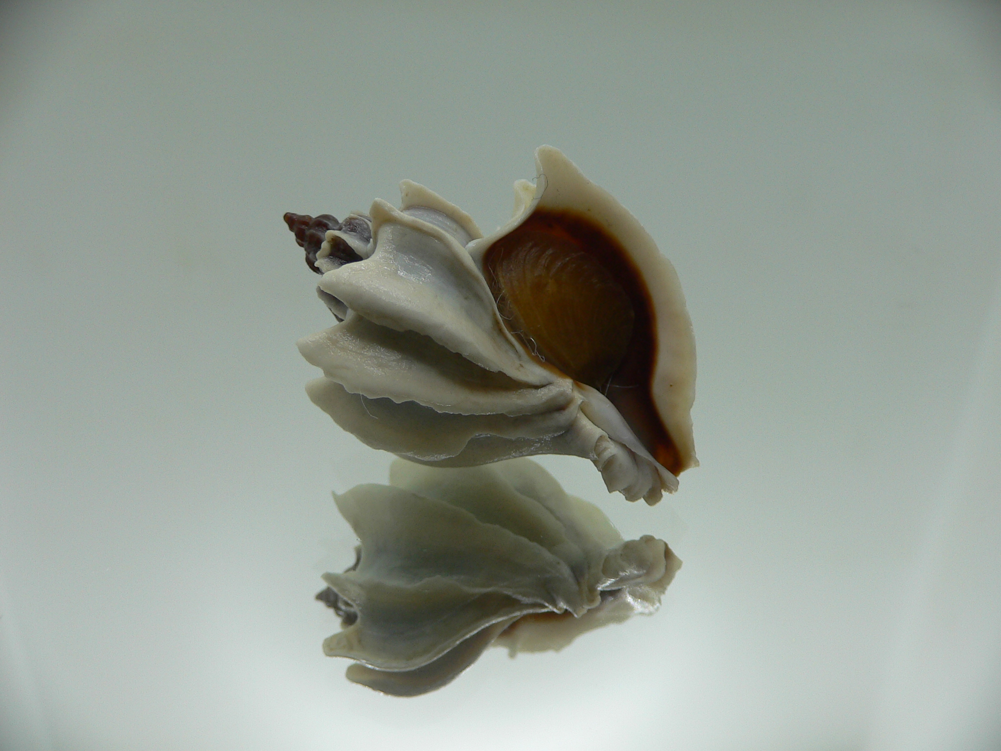 Trophon geversianus lamellosa (var.)