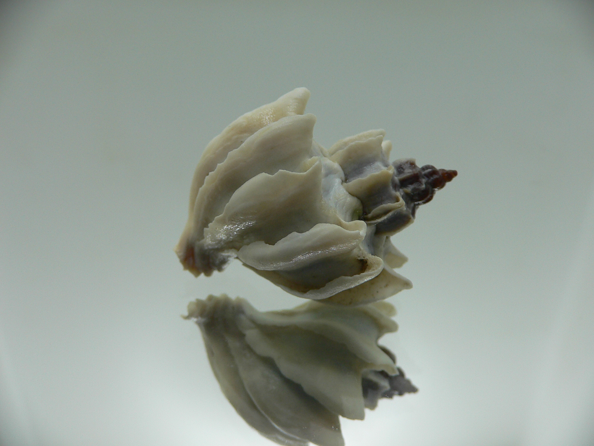 Trophon geversianus lamellosa (var.)