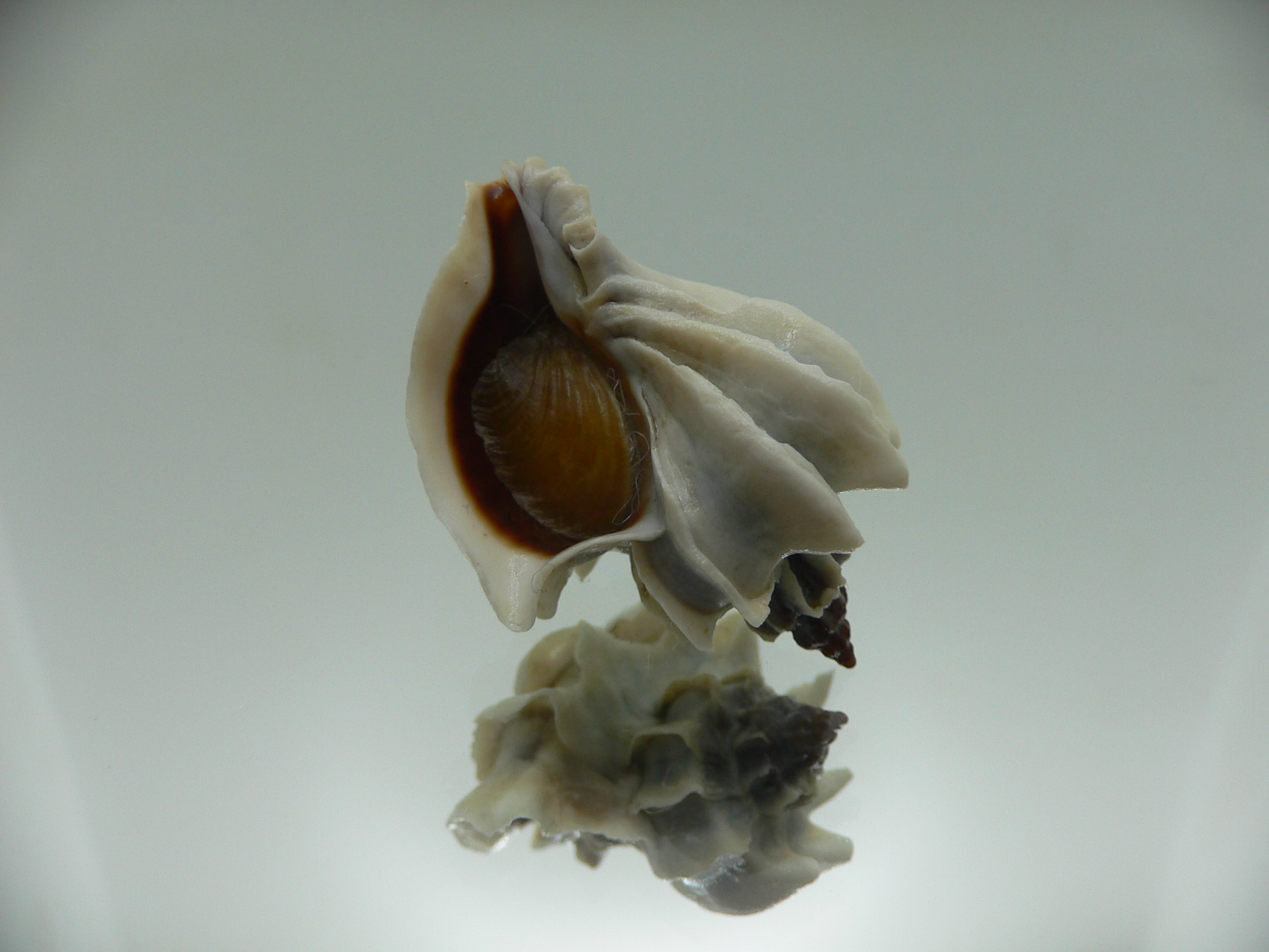 Trophon geversianus lamellosa (var.)