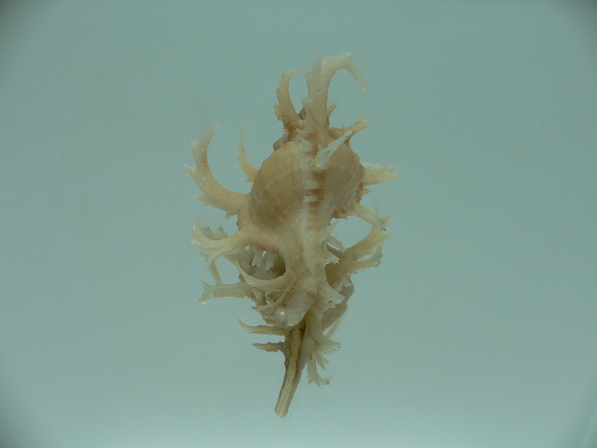 Chicoreus axicornis SUPER