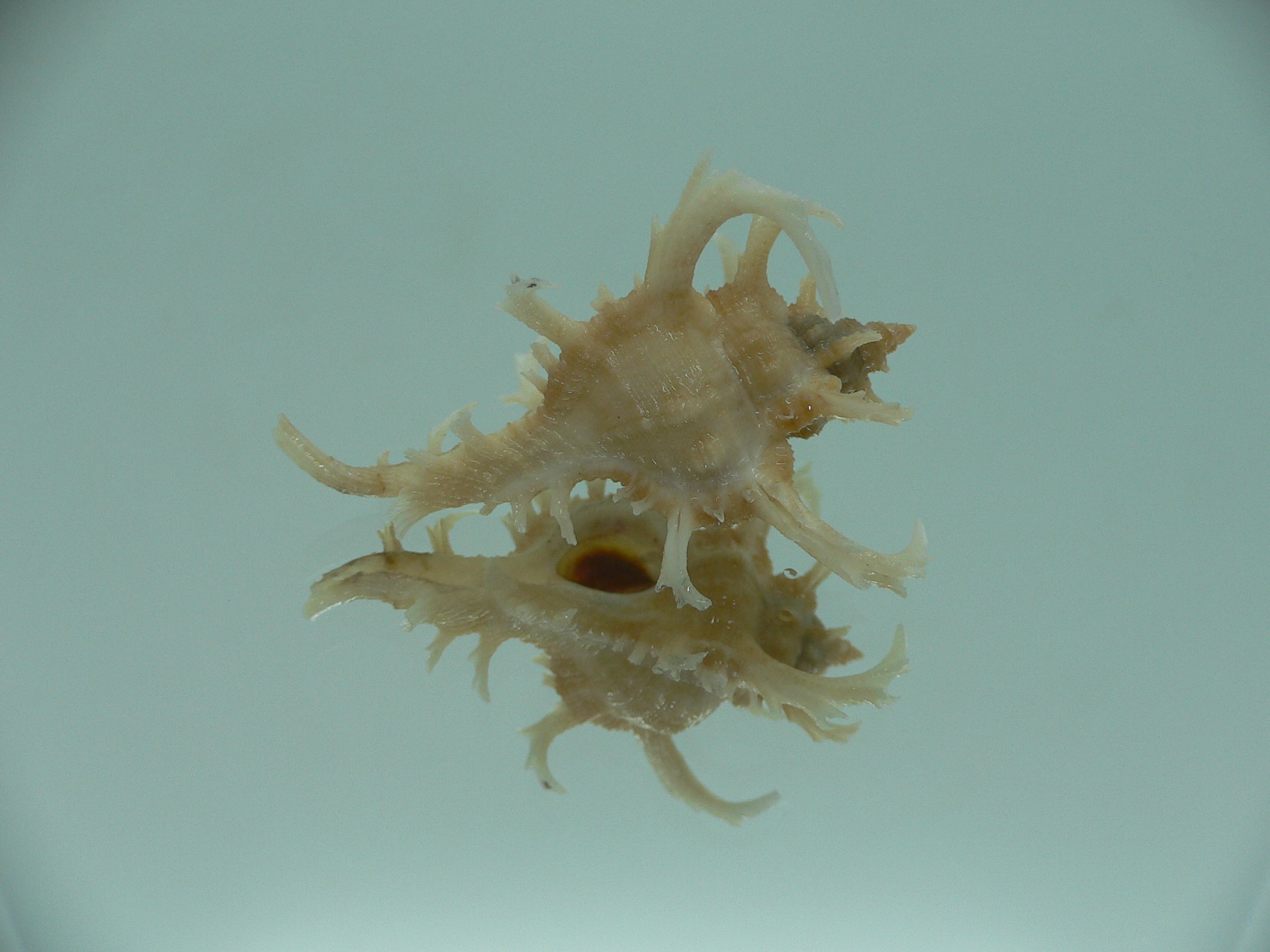 Chicoreus axicornis SUPER