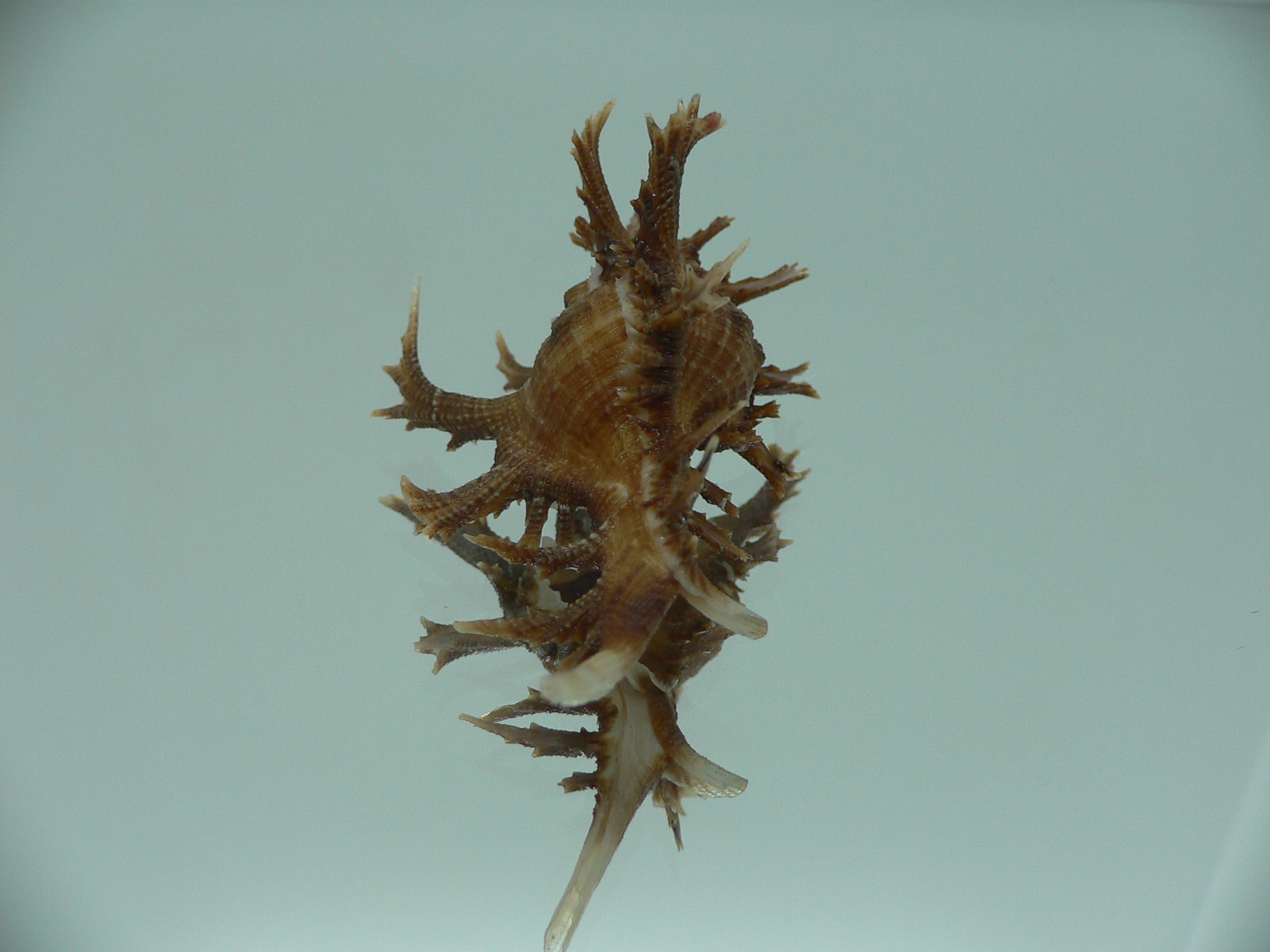 Chicoreus axicornis SUPER