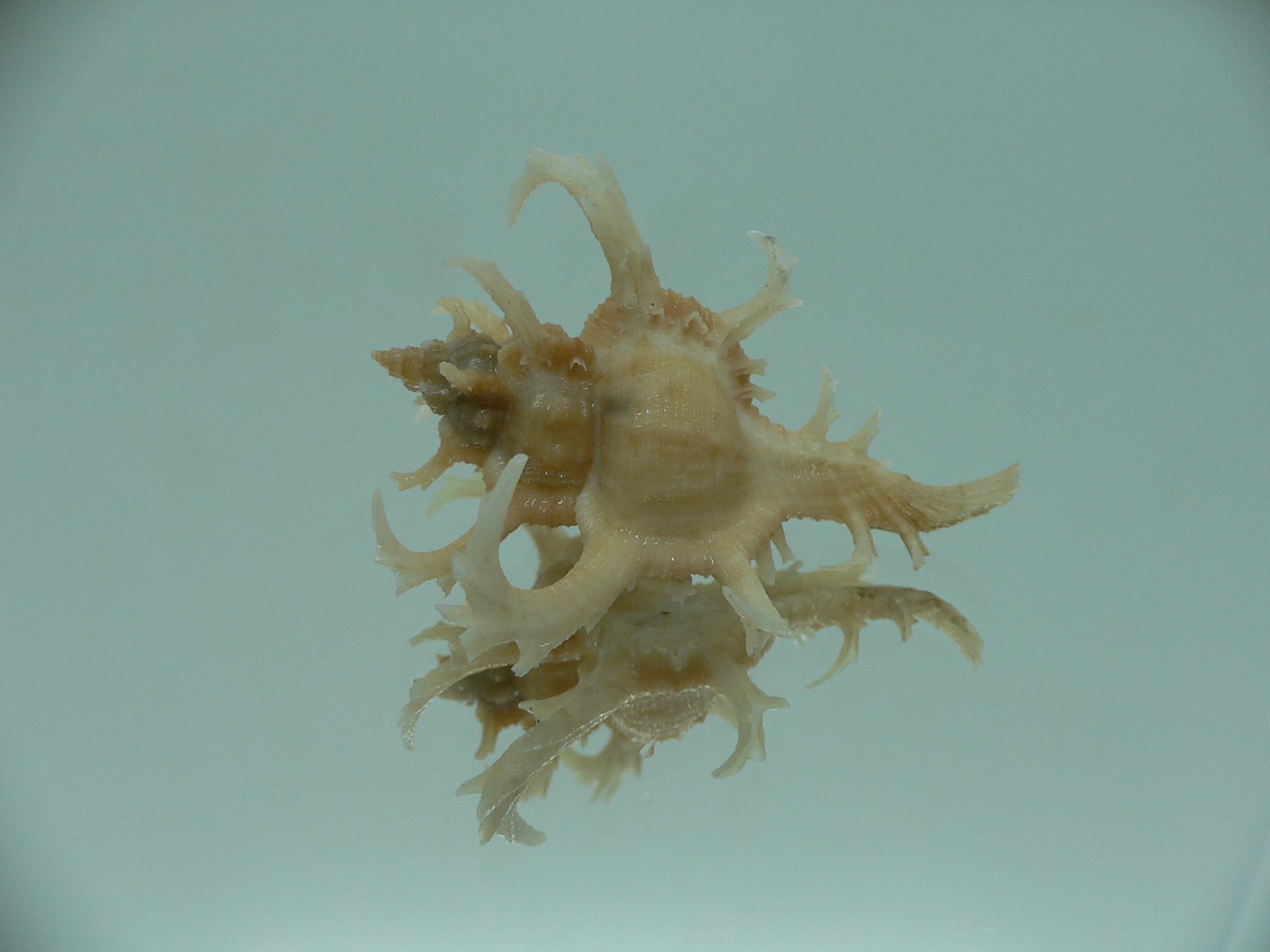 Chicoreus axicornis SUPER