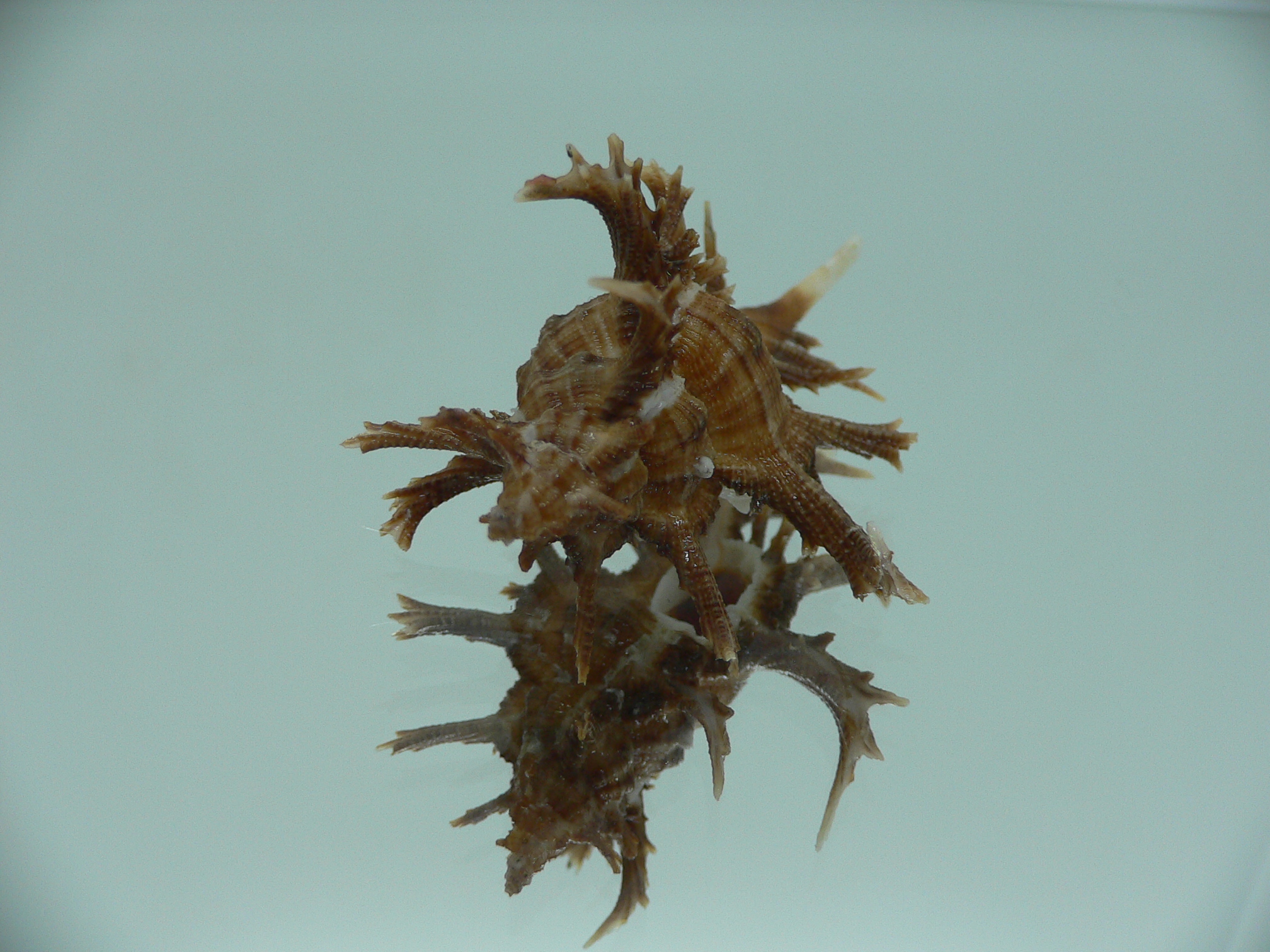 Chicoreus axicornis SUPER