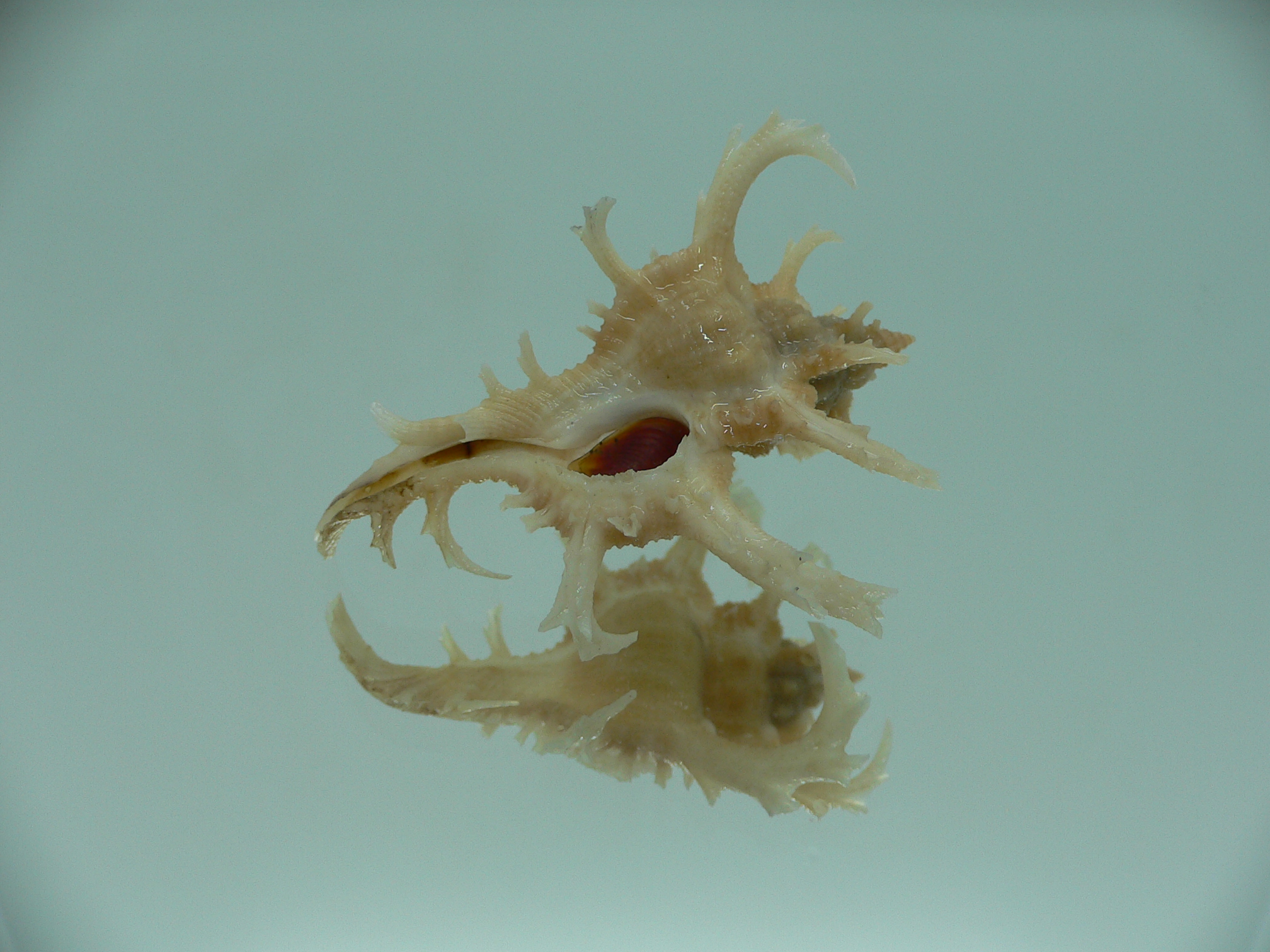 Chicoreus axicornis SUPER