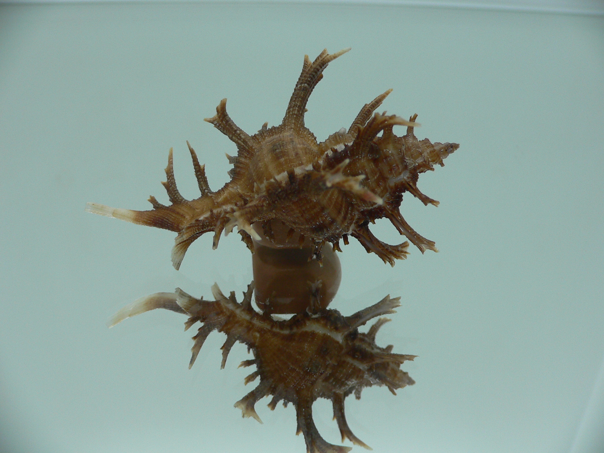 Chicoreus axicornis SUPER