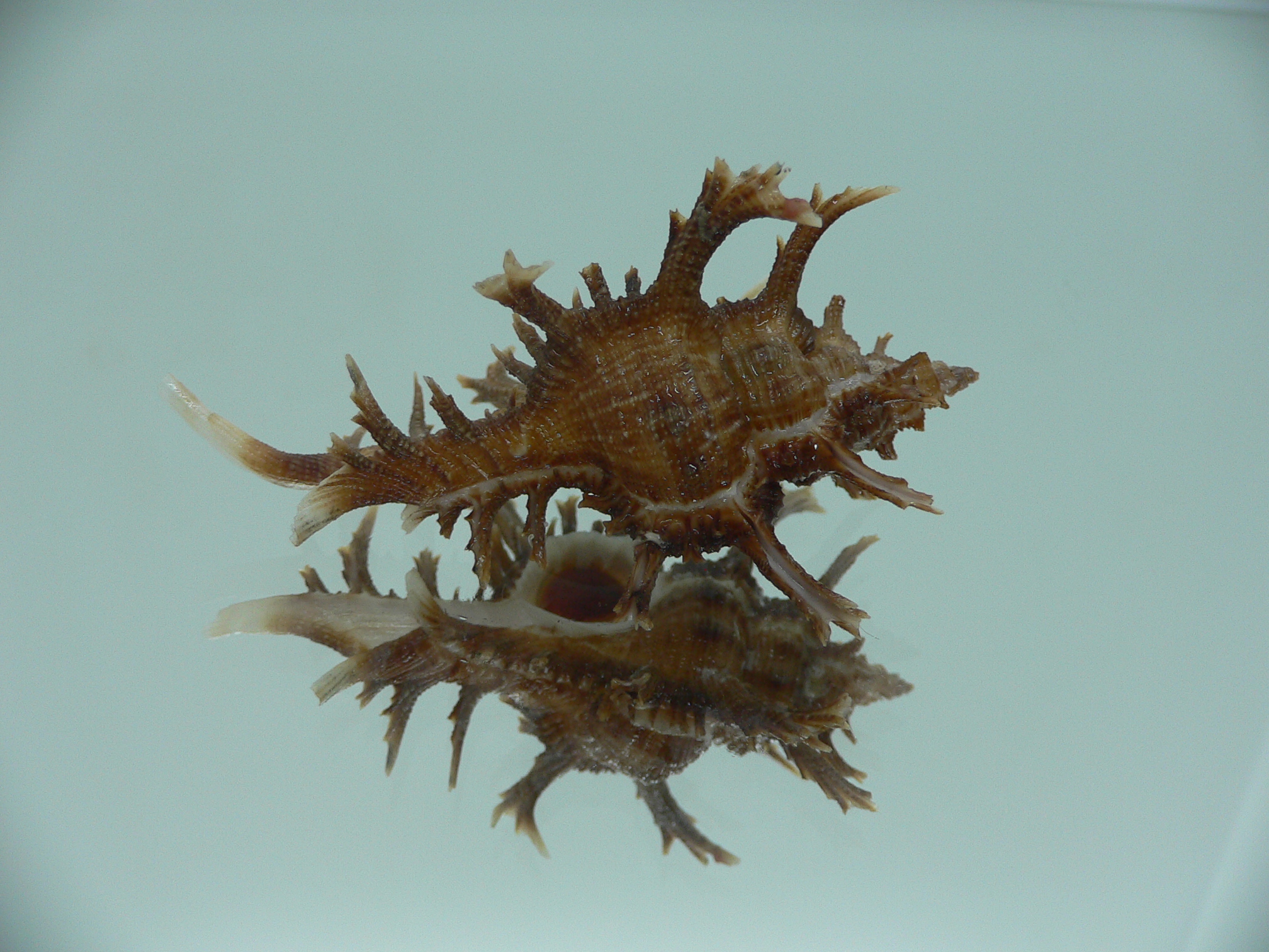 Chicoreus axicornis SUPER
