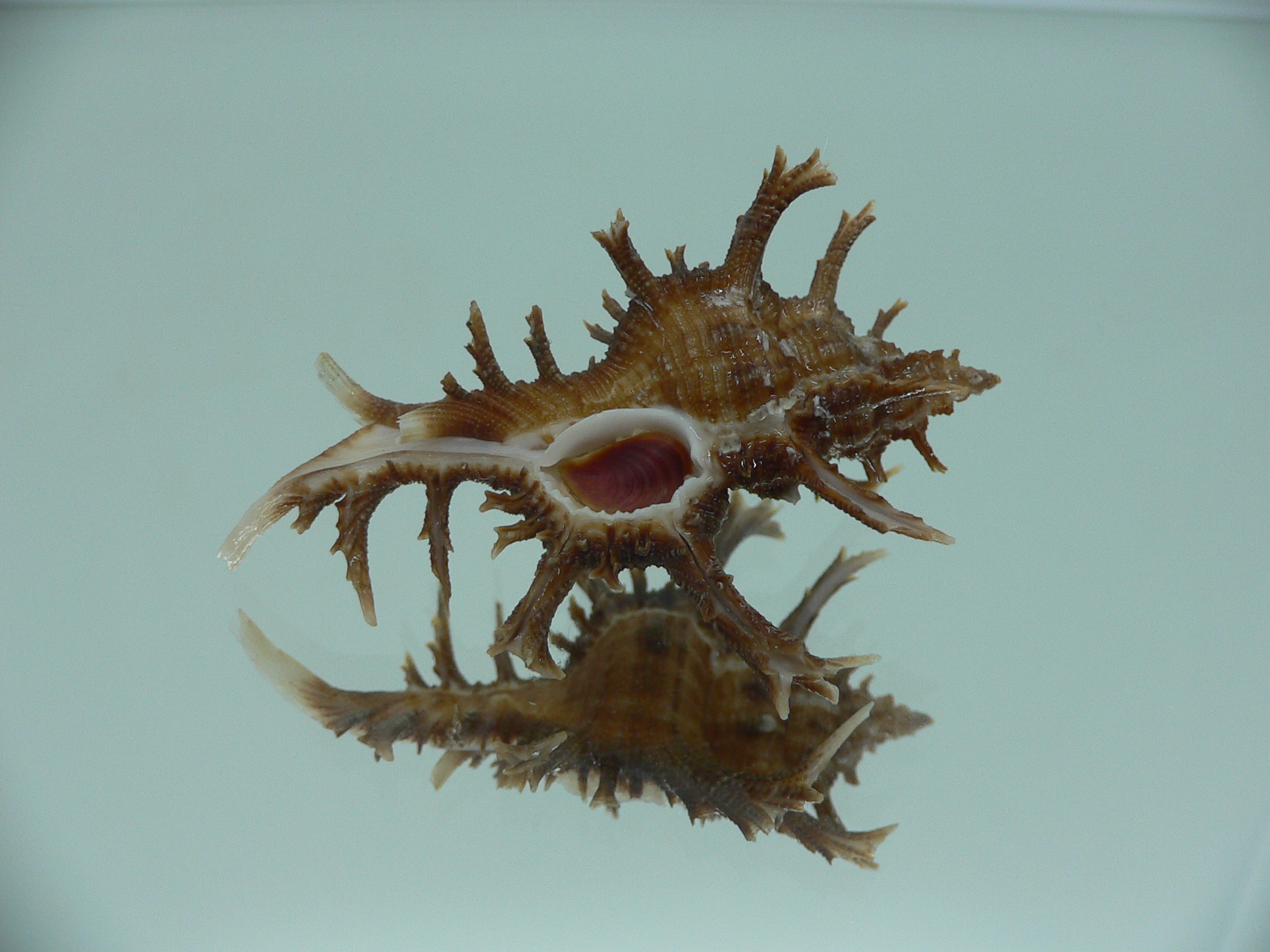 Chicoreus axicornis SUPER
