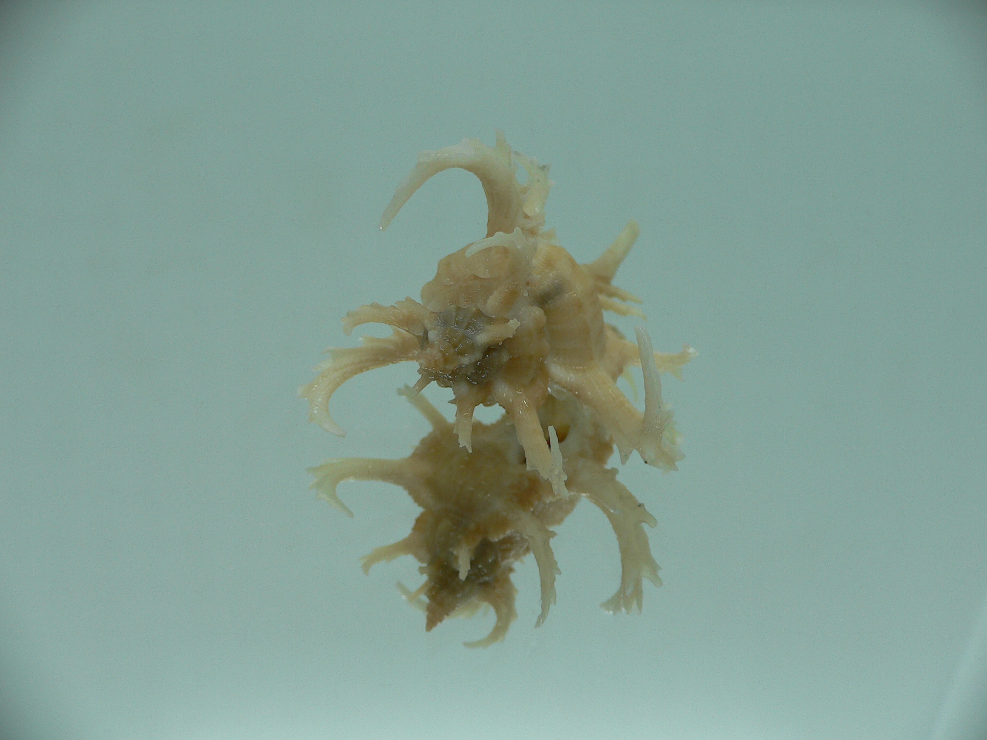 Chicoreus axicornis SUPER