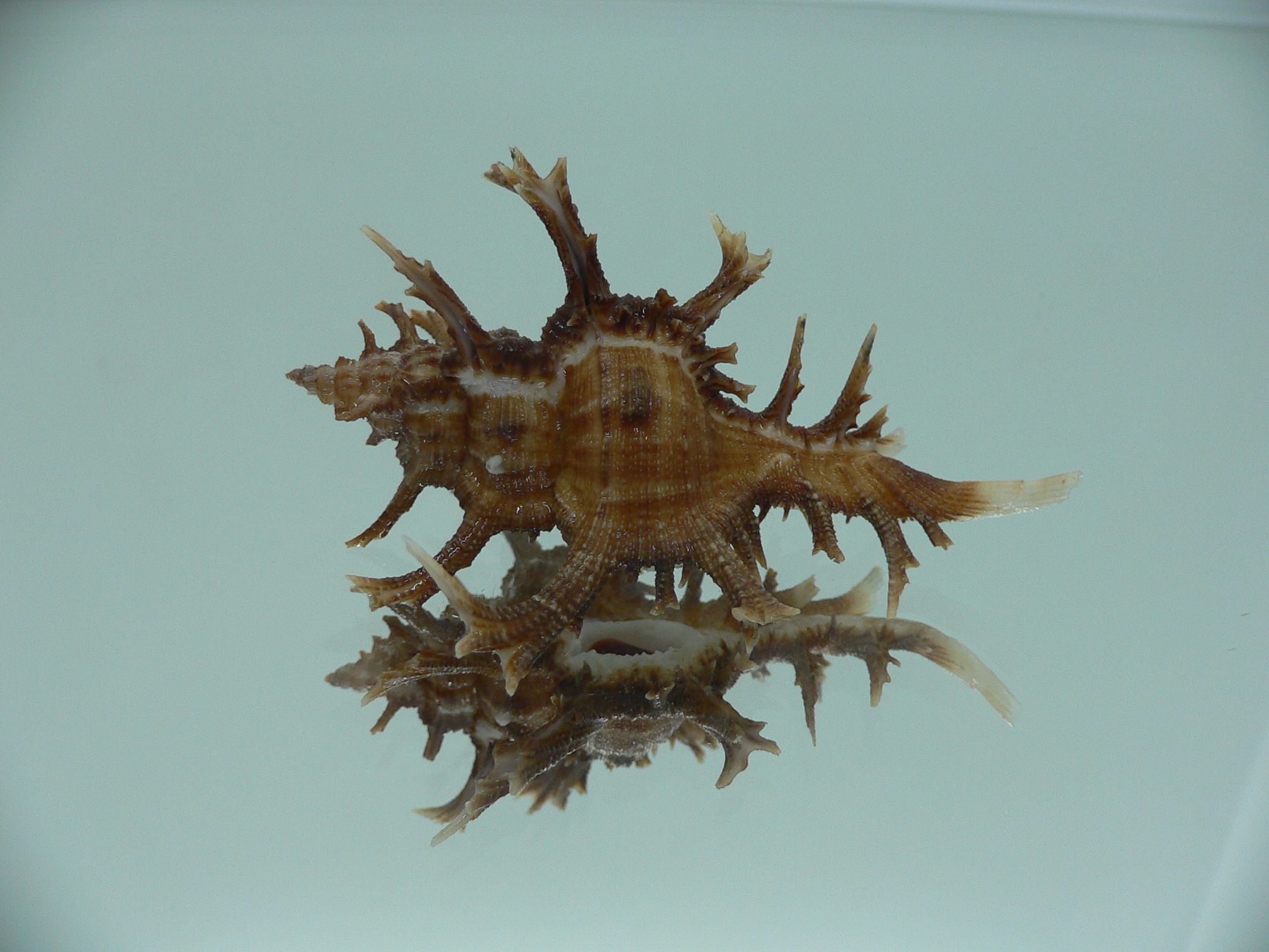 Chicoreus axicornis SUPER
