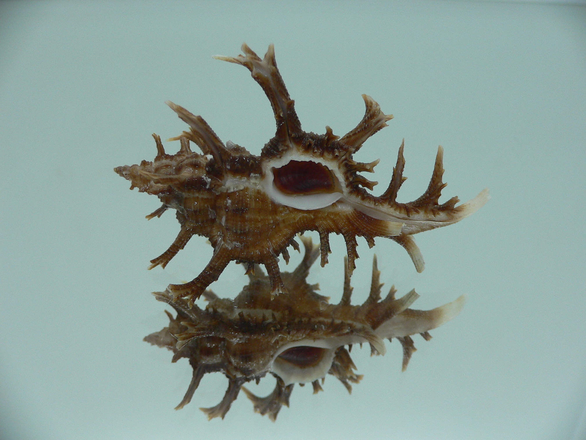 Chicoreus axicornis SUPER