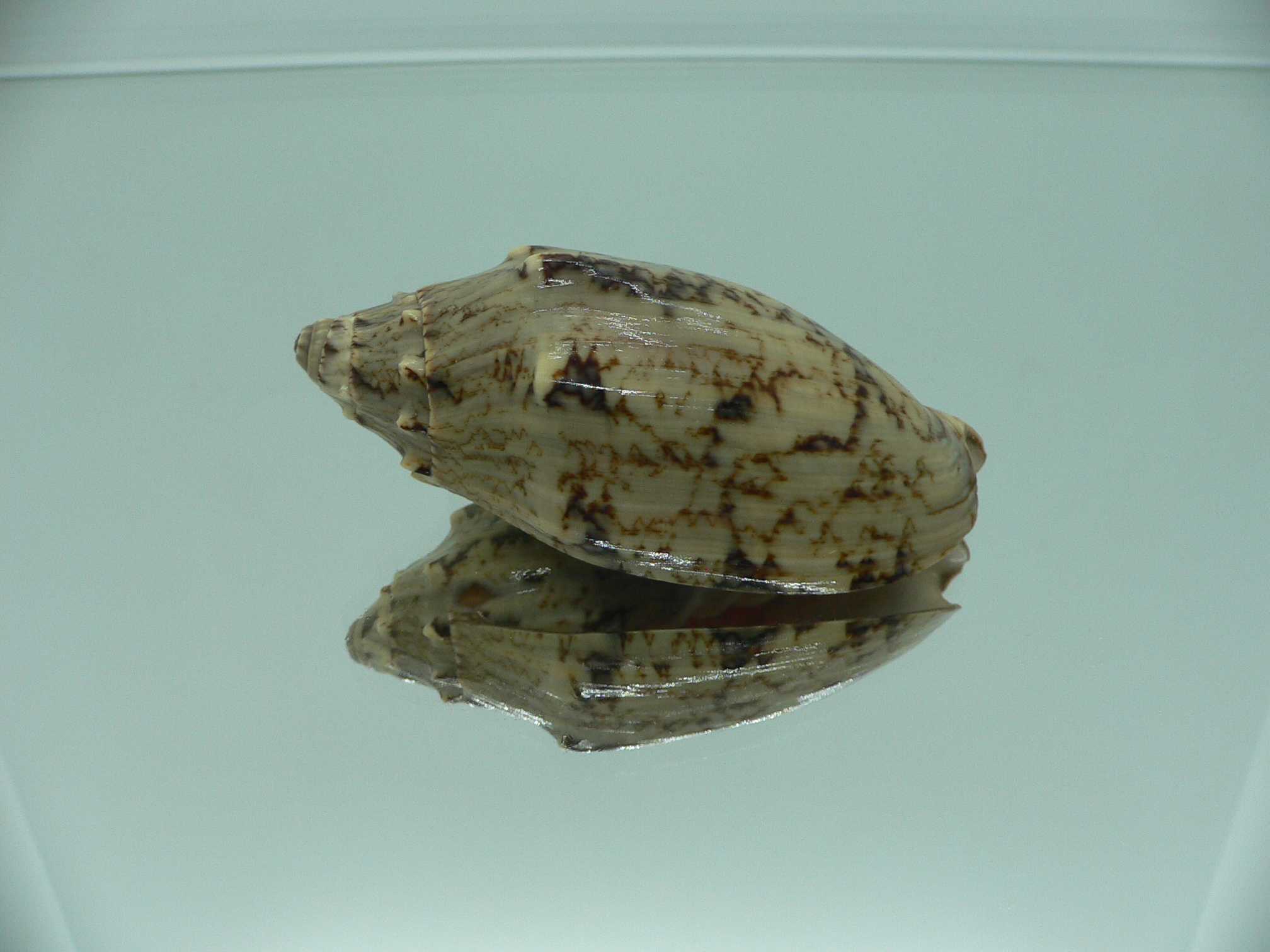 Cymbiola vespertilio matiyensis