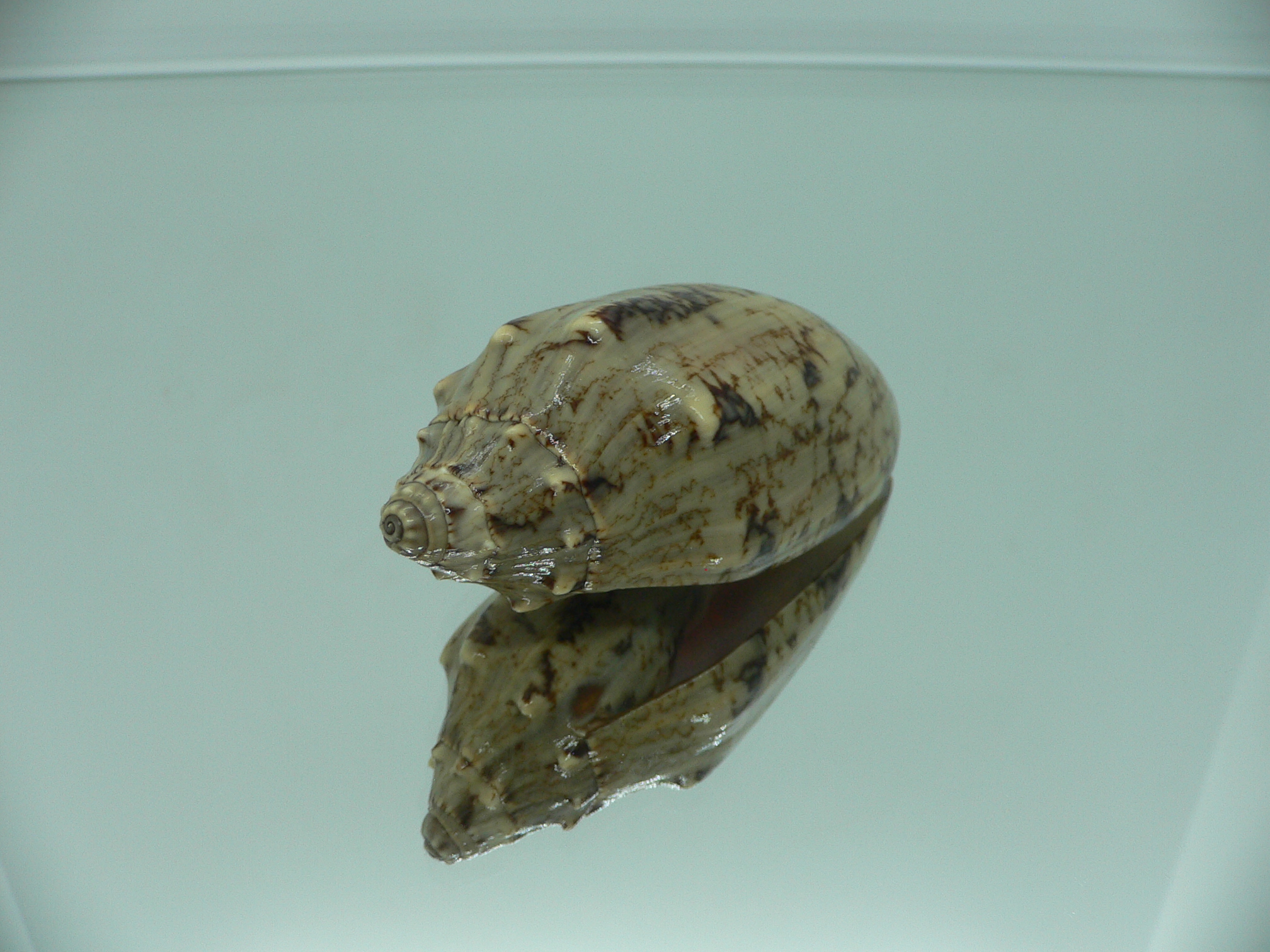 Cymbiola vespertilio matiyensis