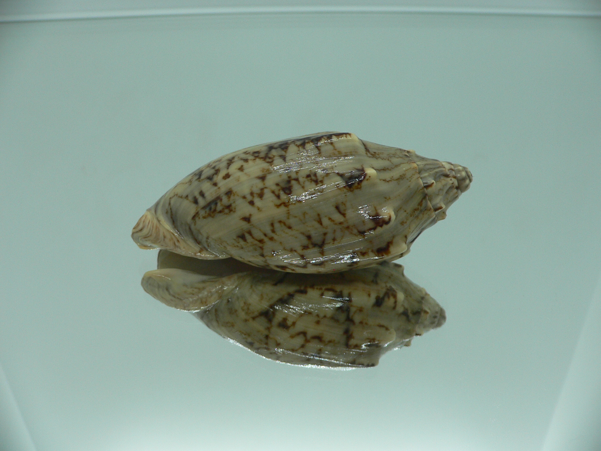 Cymbiola vespertilio matiyensis