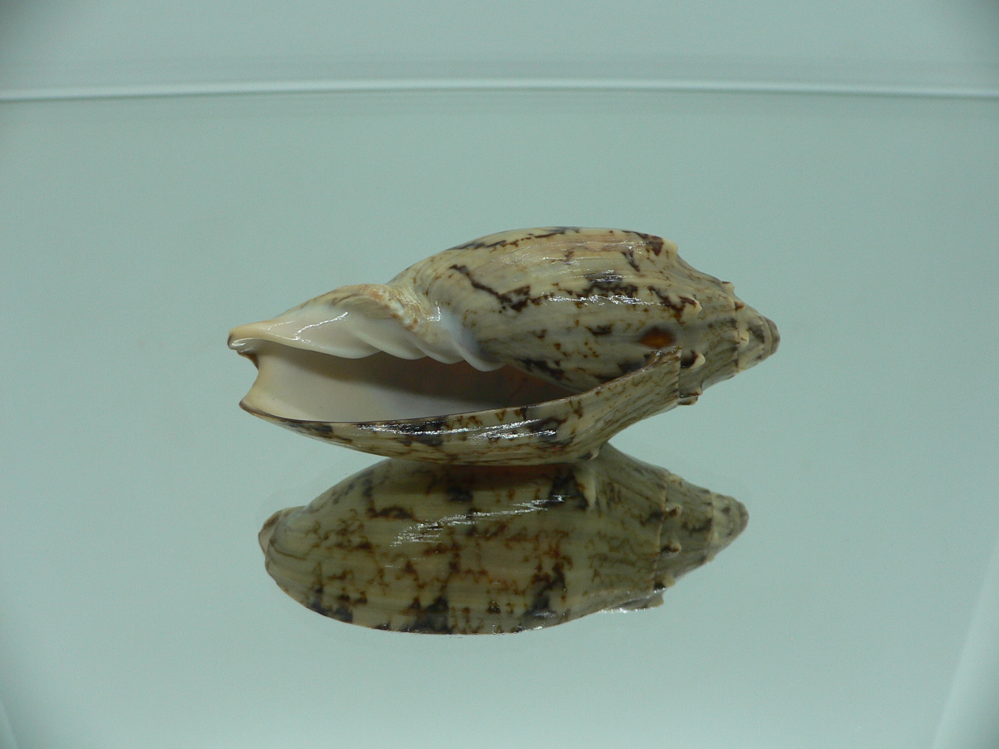 Cymbiola vespertilio matiyensis