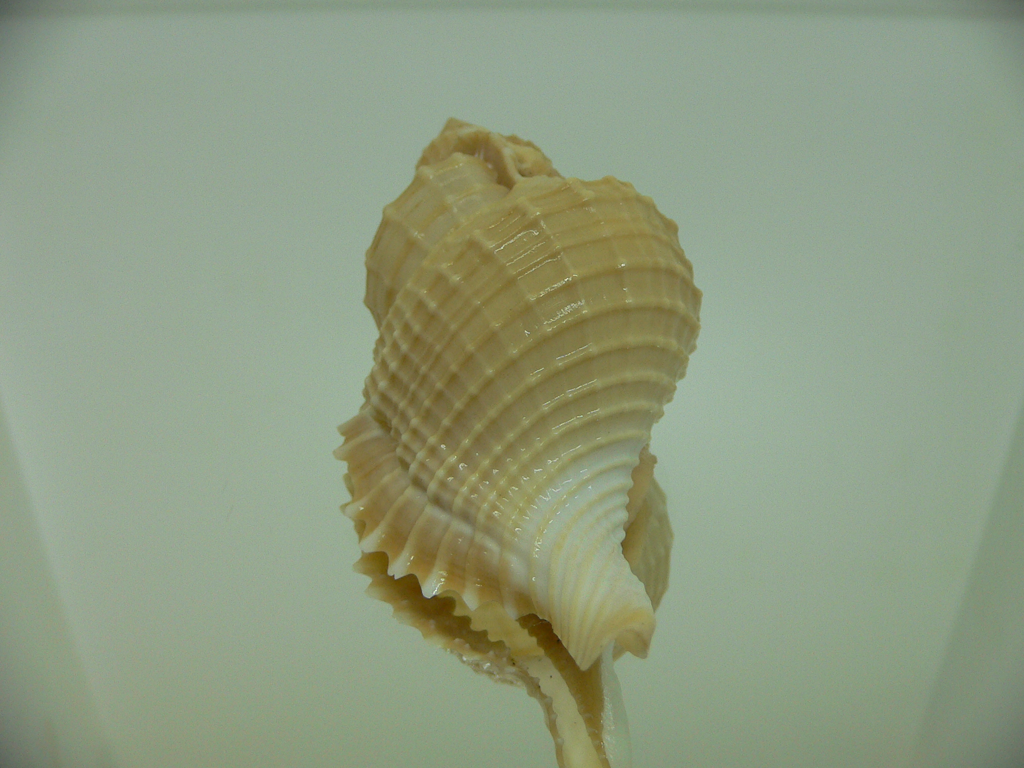 Distorsio reticularis GIANT