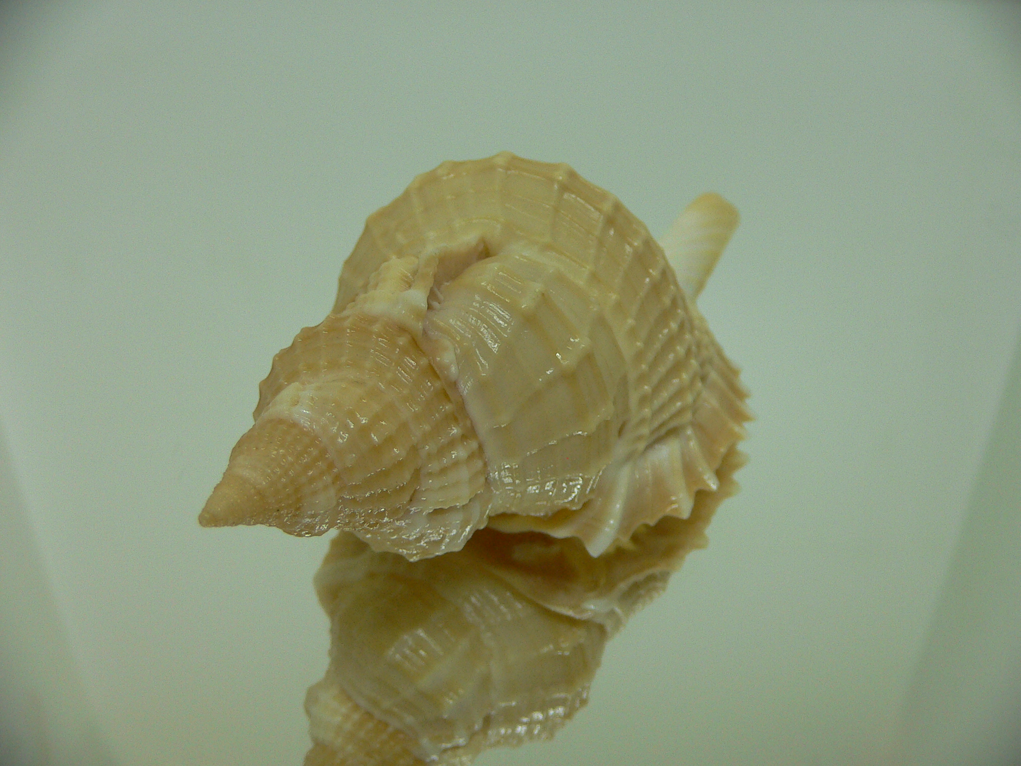 Distorsio reticularis GIANT