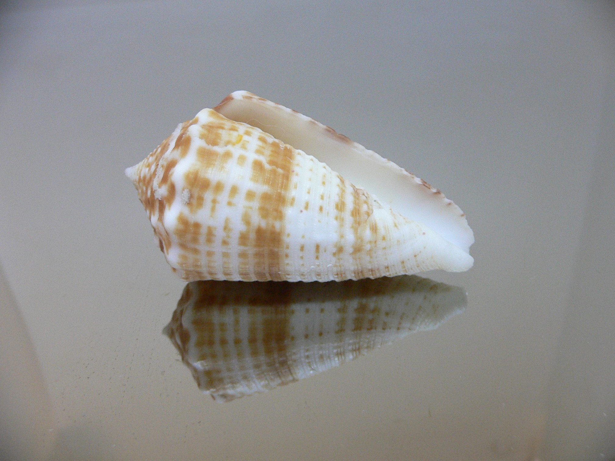 Conus sulcatus samiae (var.) DARK