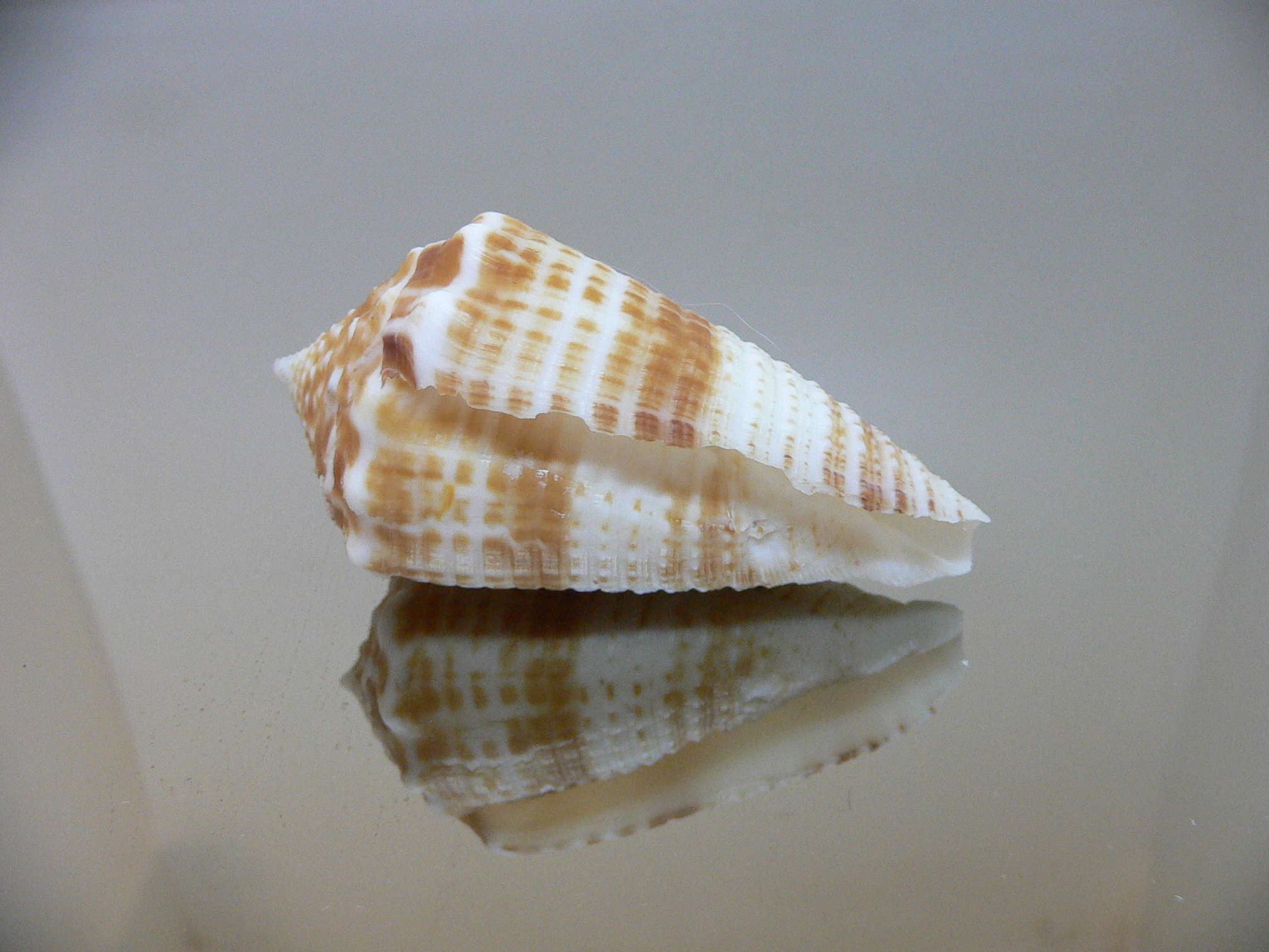 Conus sulcatus samiae (var.) DARK