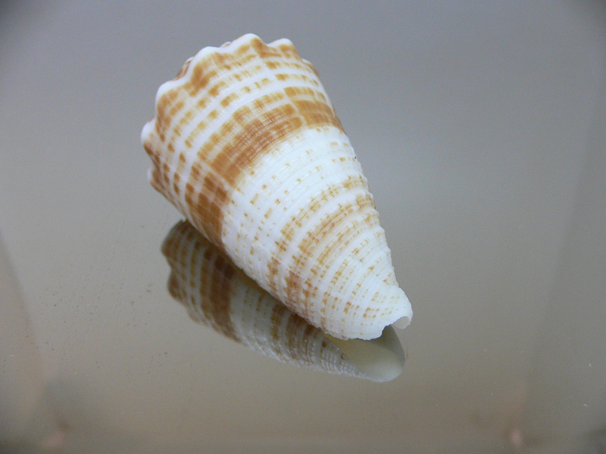 Conus sulcatus samiae (var.) DARK