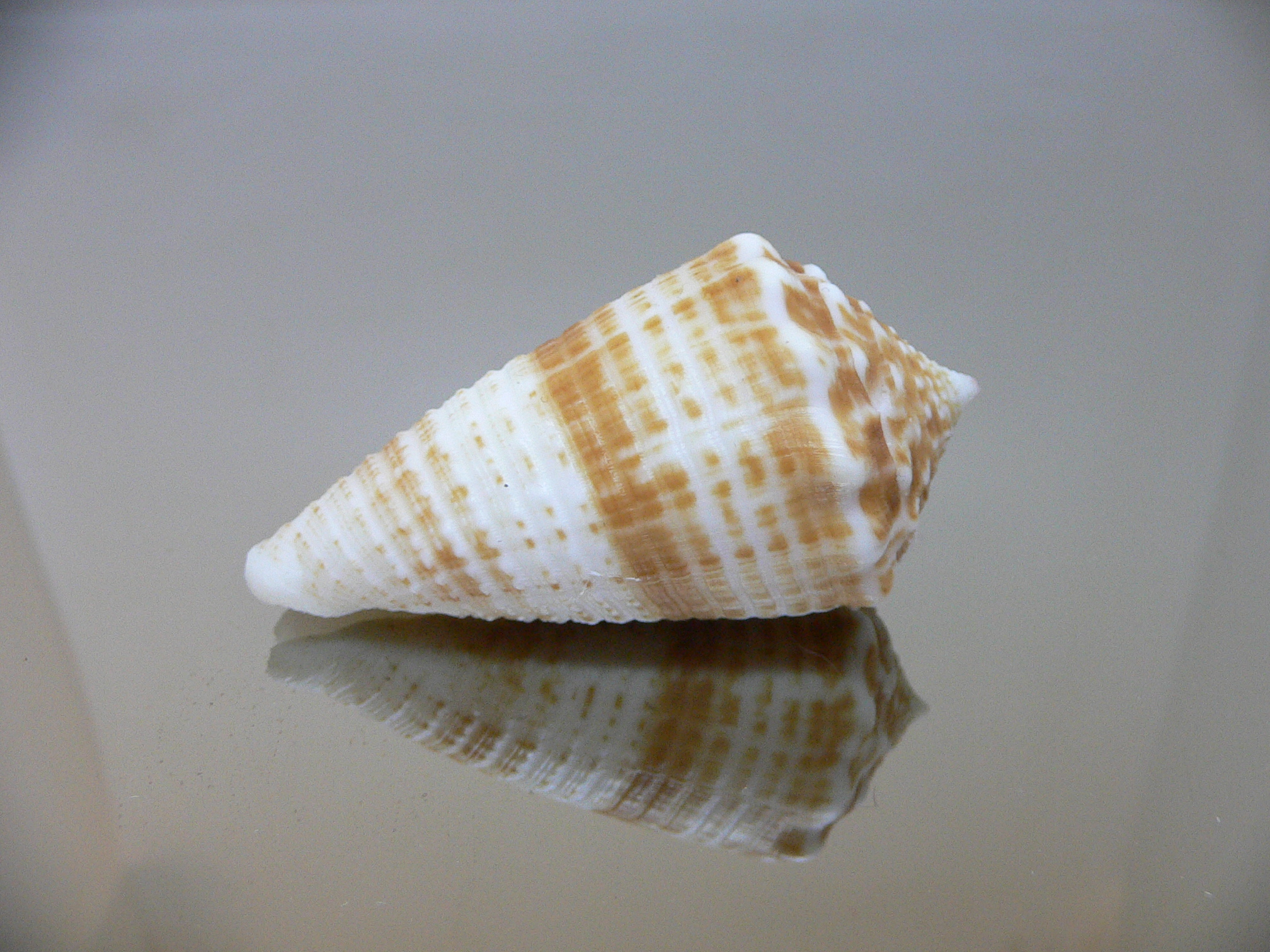 Conus sulcatus samiae (var.) DARK