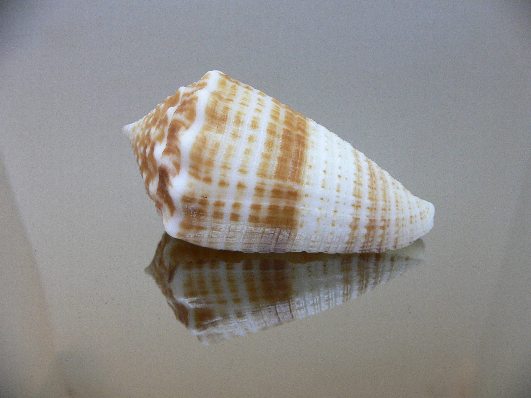 Conus sulcatus samiae (var.) DARK