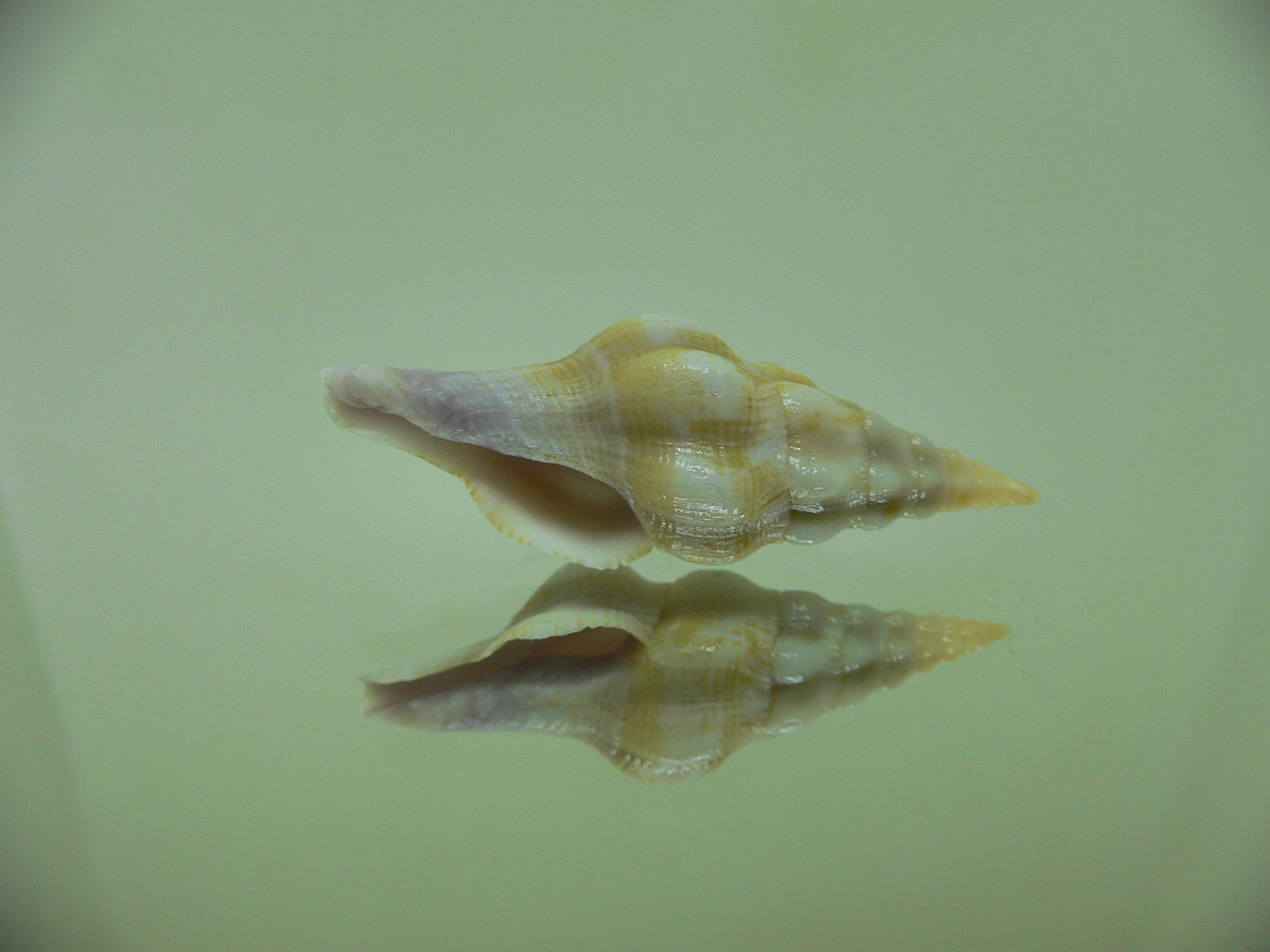 Benimakia lanceolata RARE