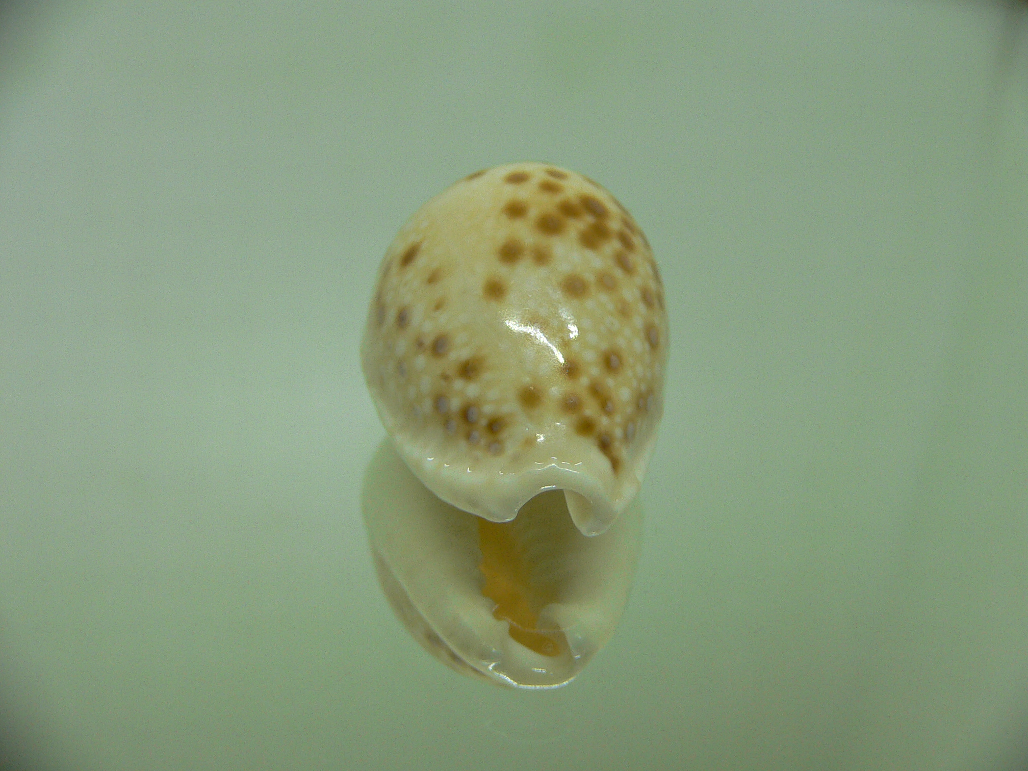 Cypraea marginalis DARK SPOTS