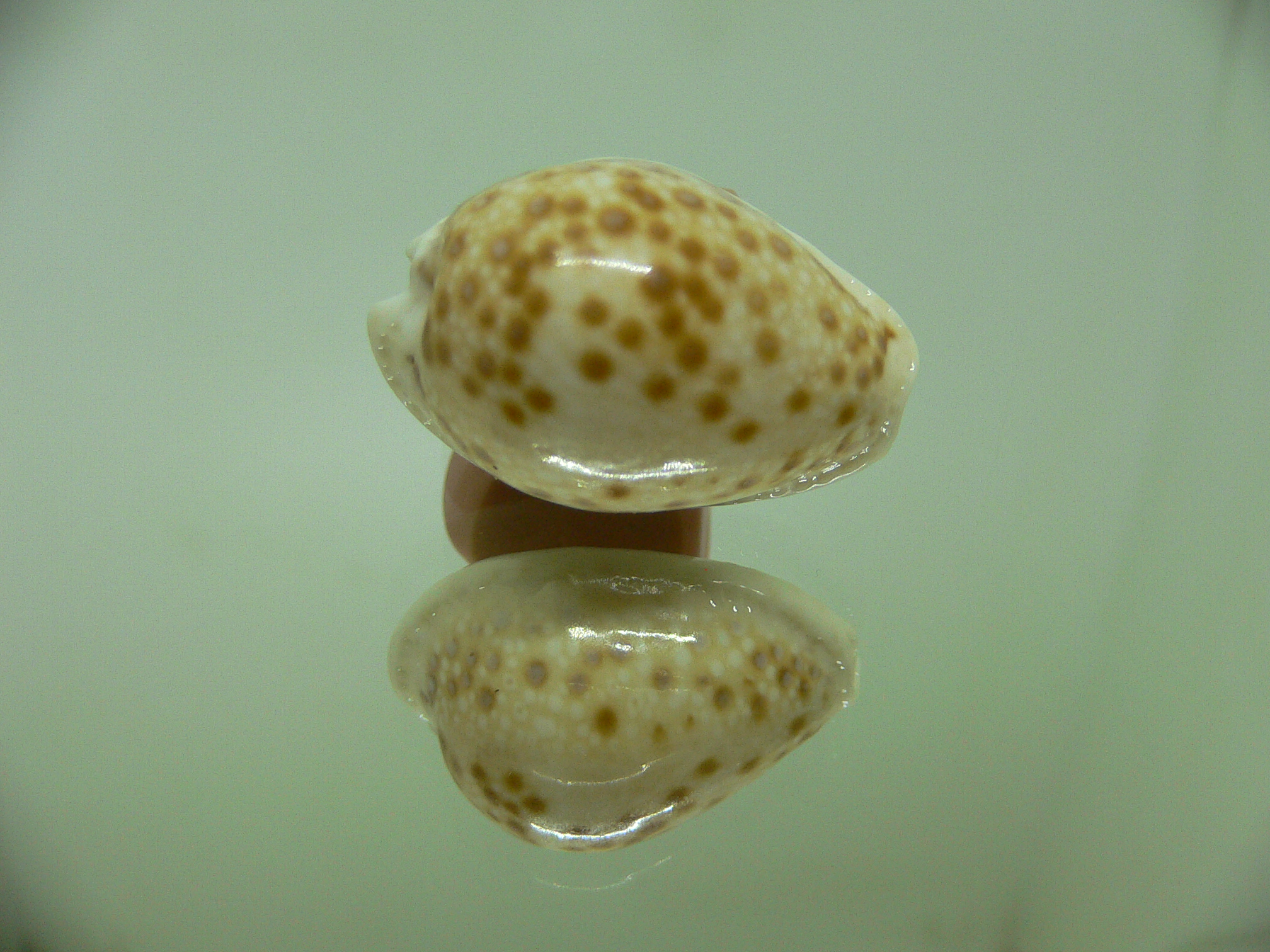 Cypraea marginalis DARK SPOTS