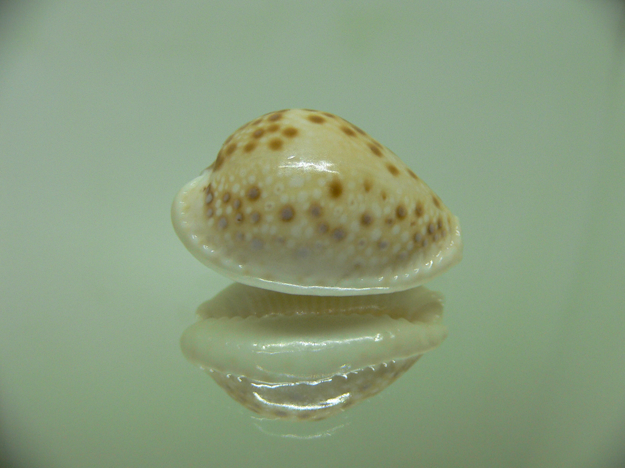 Cypraea marginalis DARK SPOTS