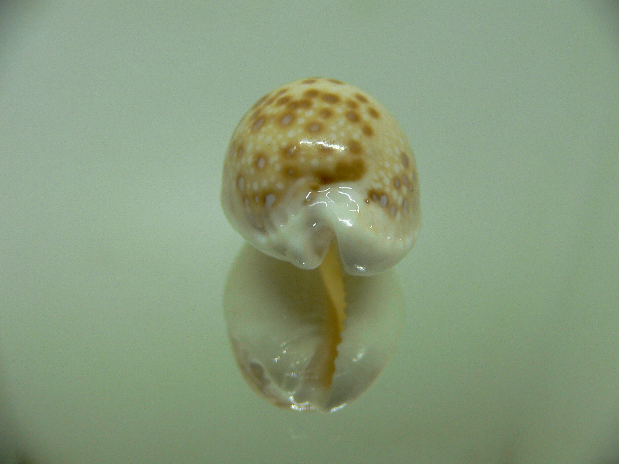 Cypraea marginalis DARK SPOTS