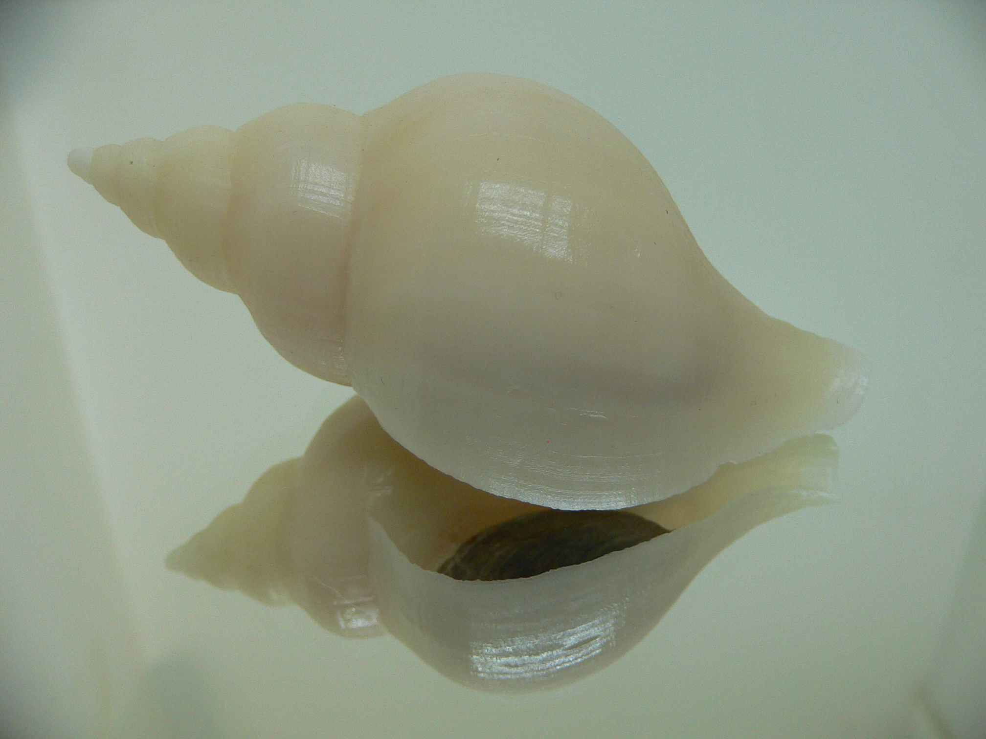 Neptunea cf. ennae GOOD SIZE