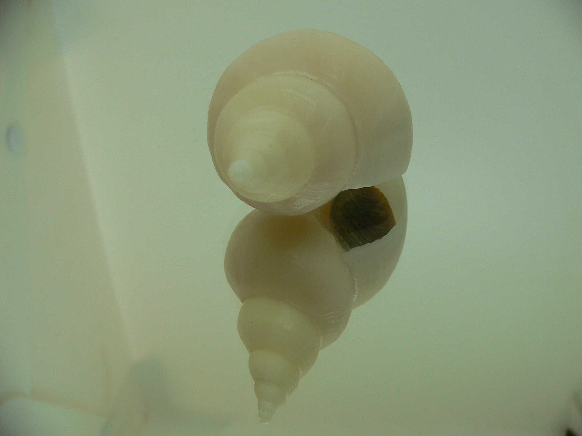 Neptunea cf. ennae GOOD SIZE