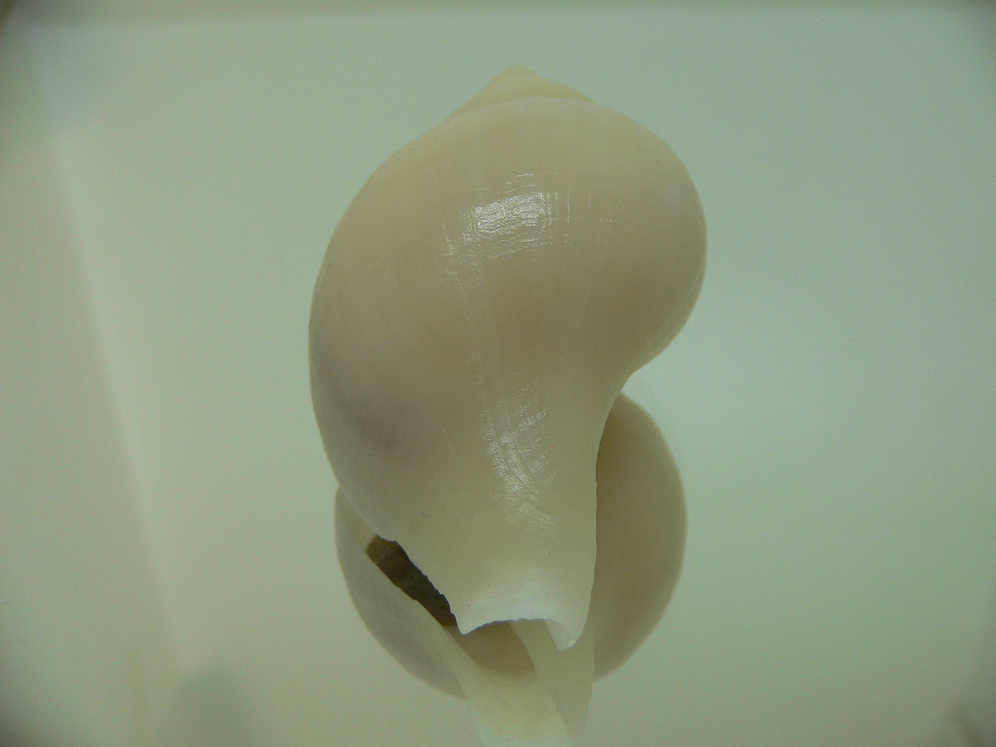Neptunea cf. ennae GOOD SIZE