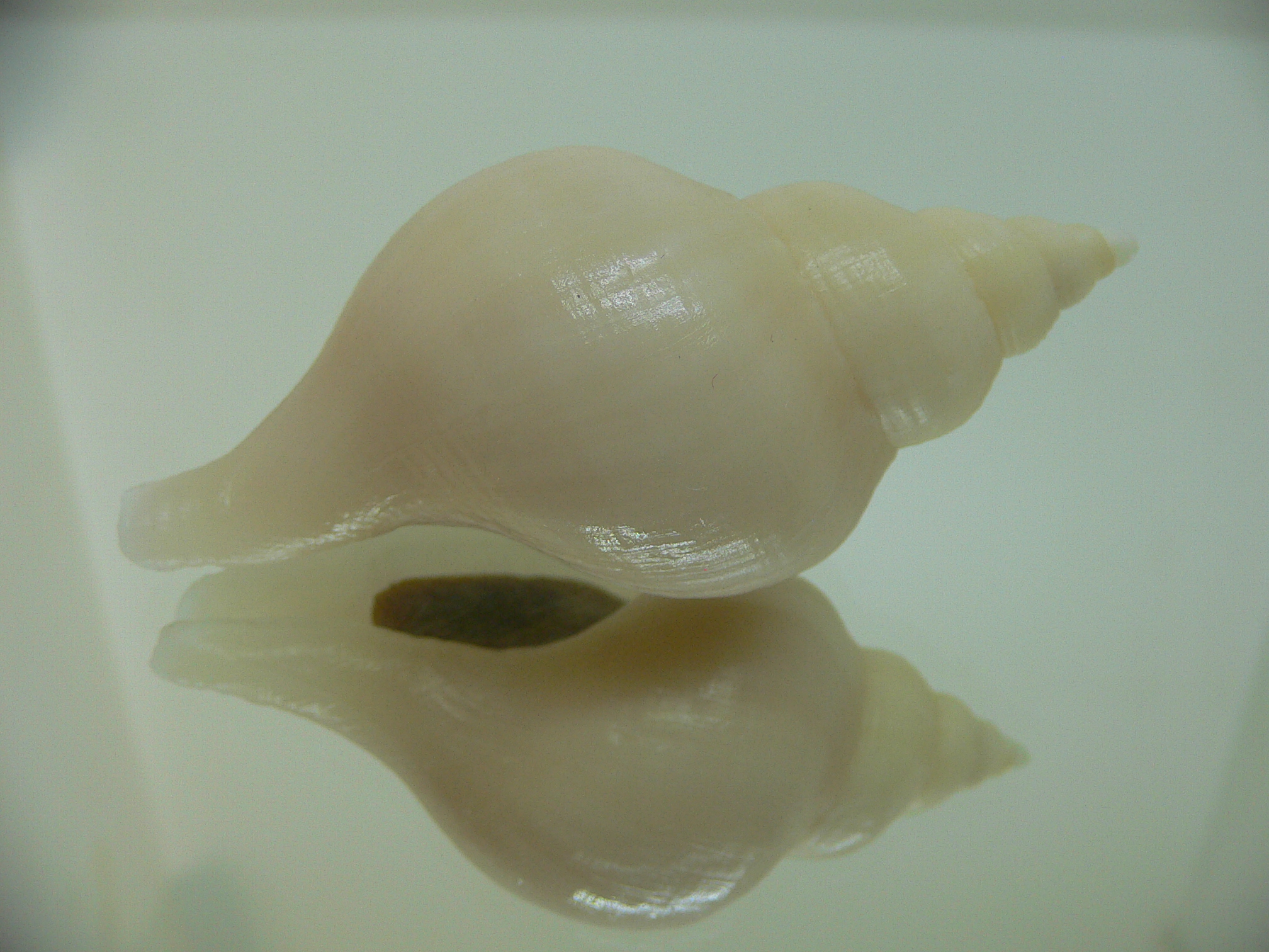 Neptunea cf. ennae GOOD SIZE