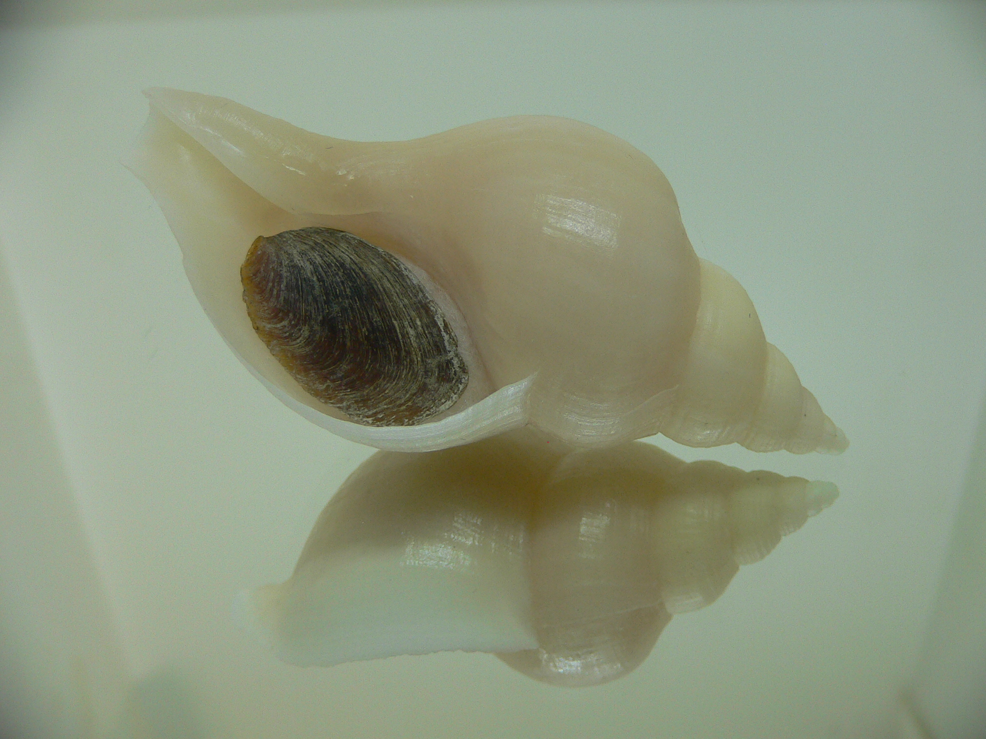 Neptunea cf. ennae GOOD SIZE