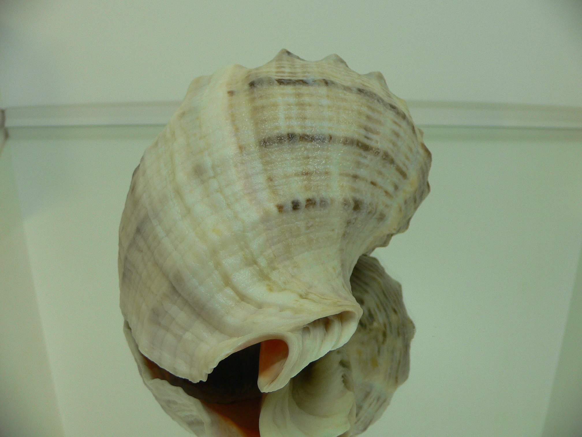 Rapana venosa ALBINO & STRIPES