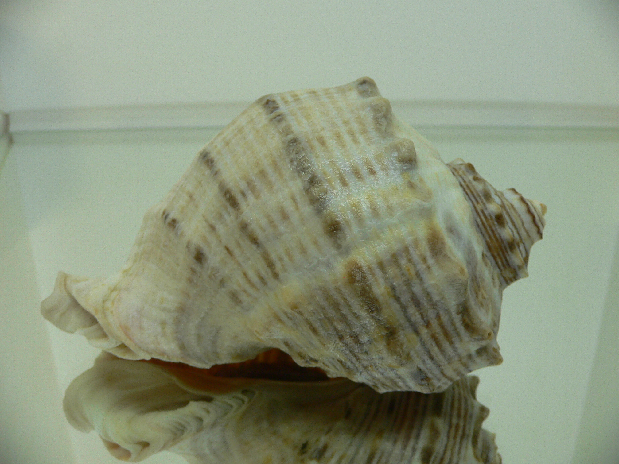 Rapana venosa ALBINO & STRIPES