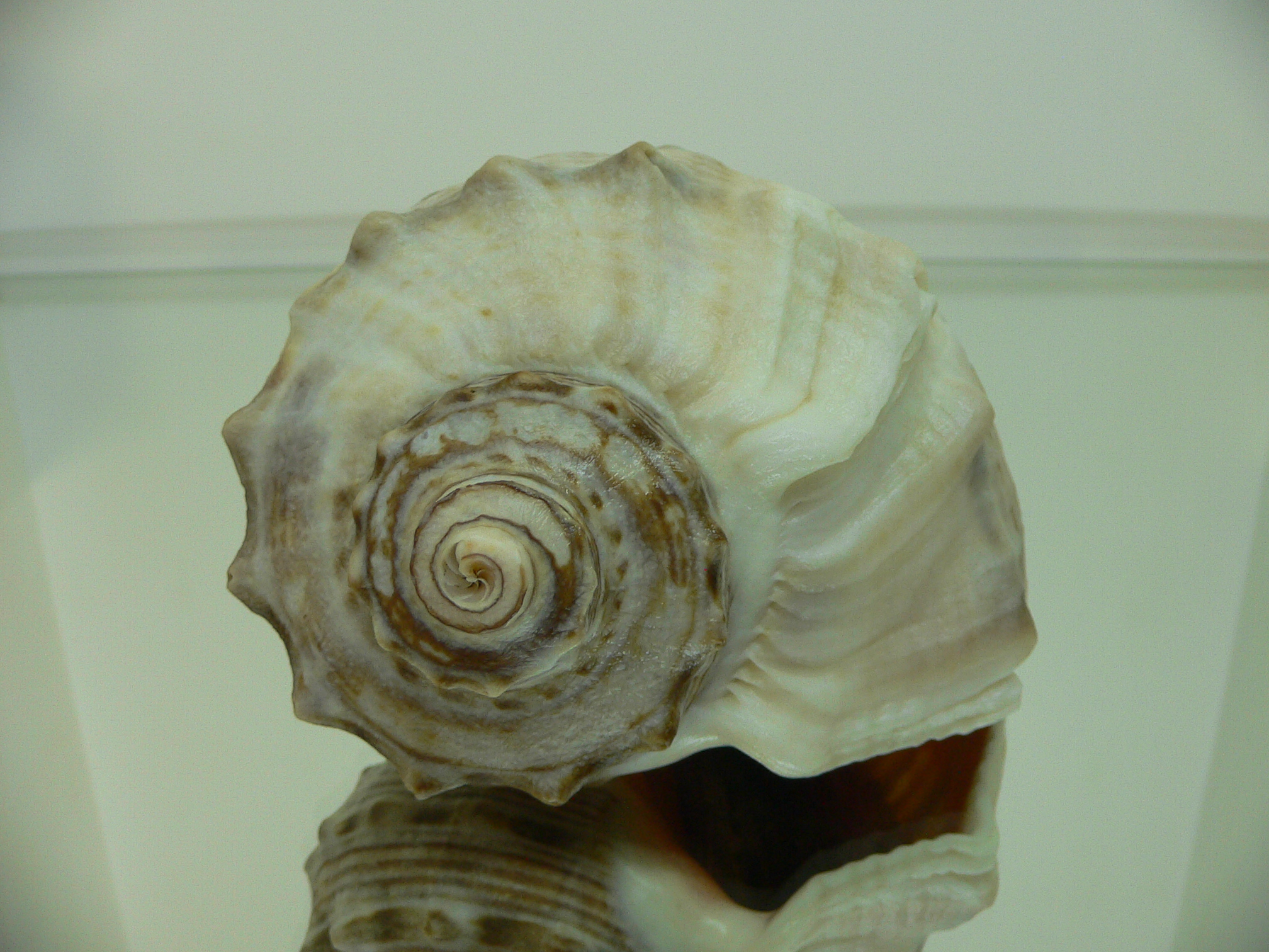 Rapana venosa ALBINO & STRIPES