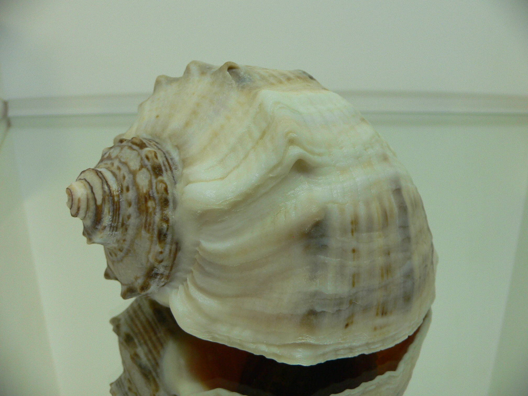 Rapana venosa ALBINO & STRIPES