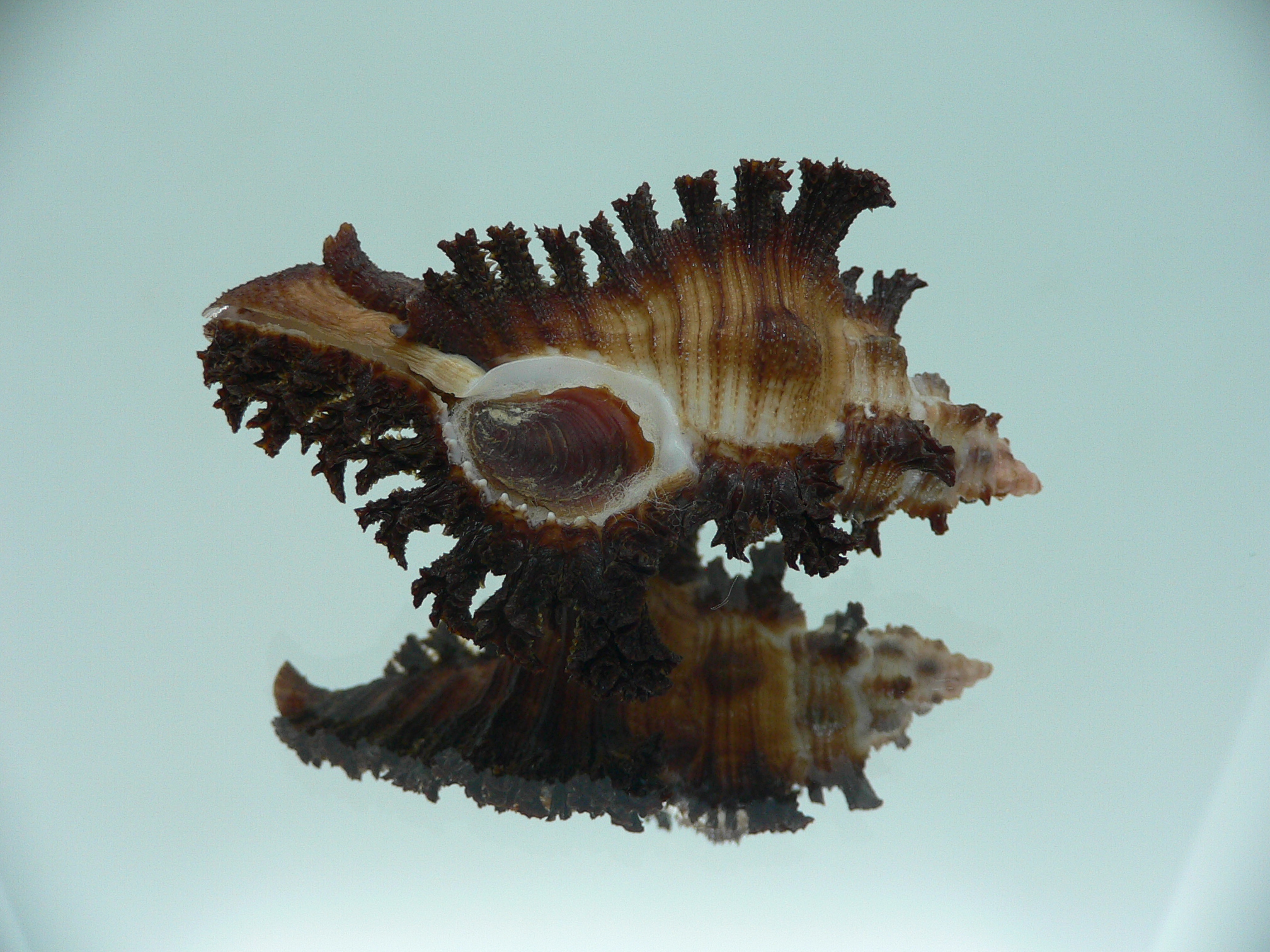 Chicoreus banksii IDEAL & CURLY